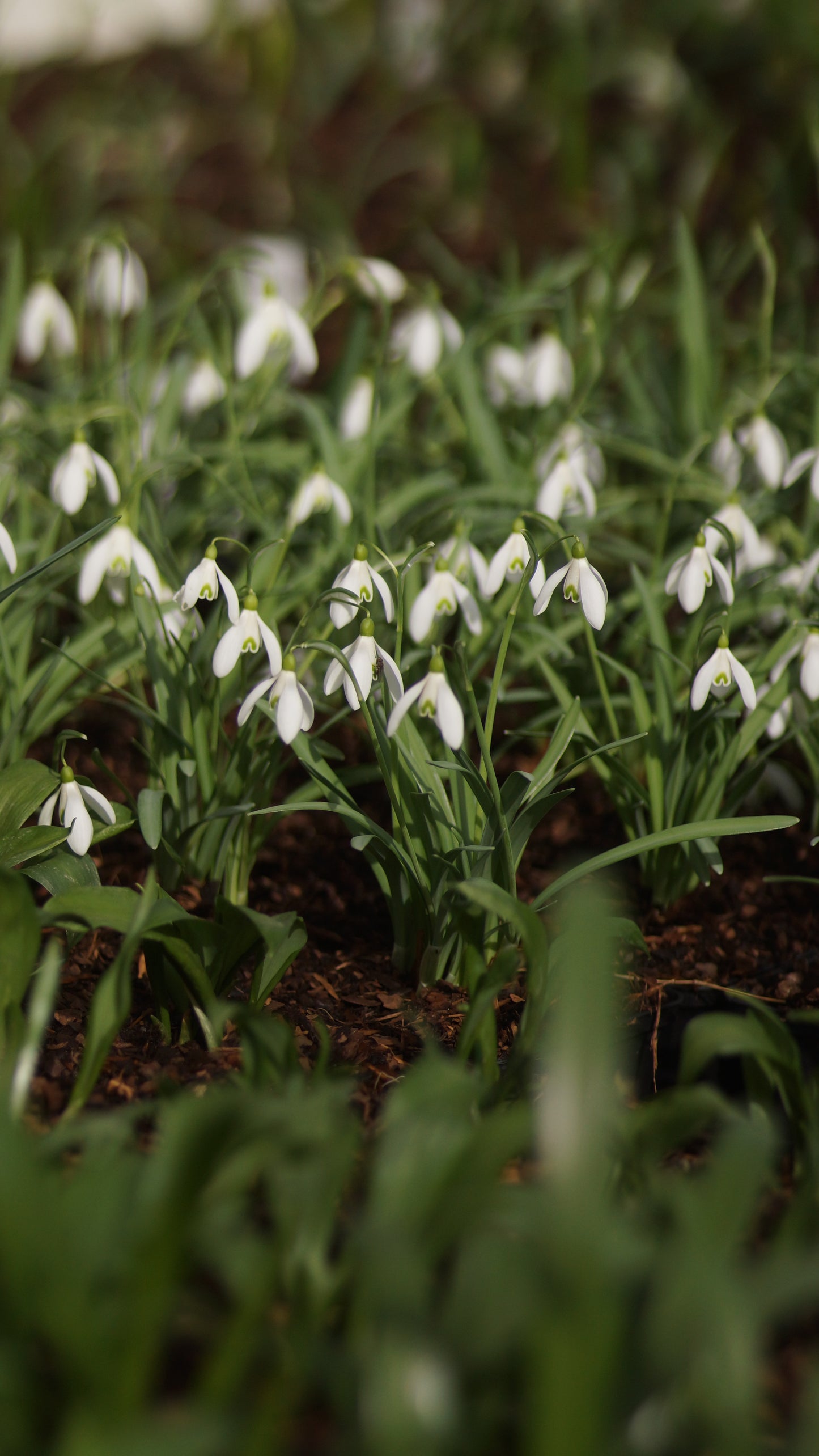 Galanthus nivalis -Kleines Schneeglöckchen
