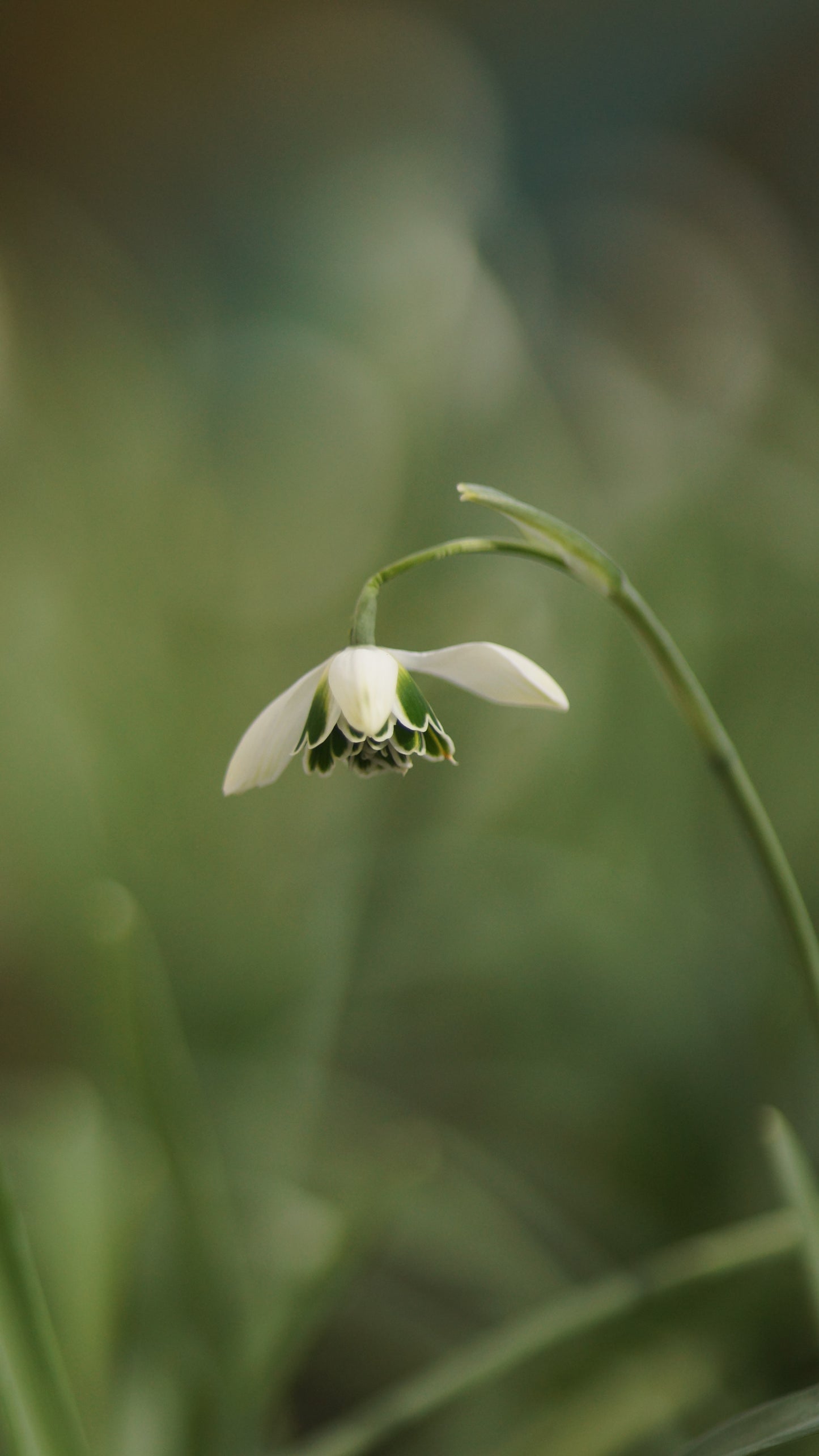 Galanthus Plicatus-Hybride 'Hippolyta' - Gefülltes Schneeglöckchen