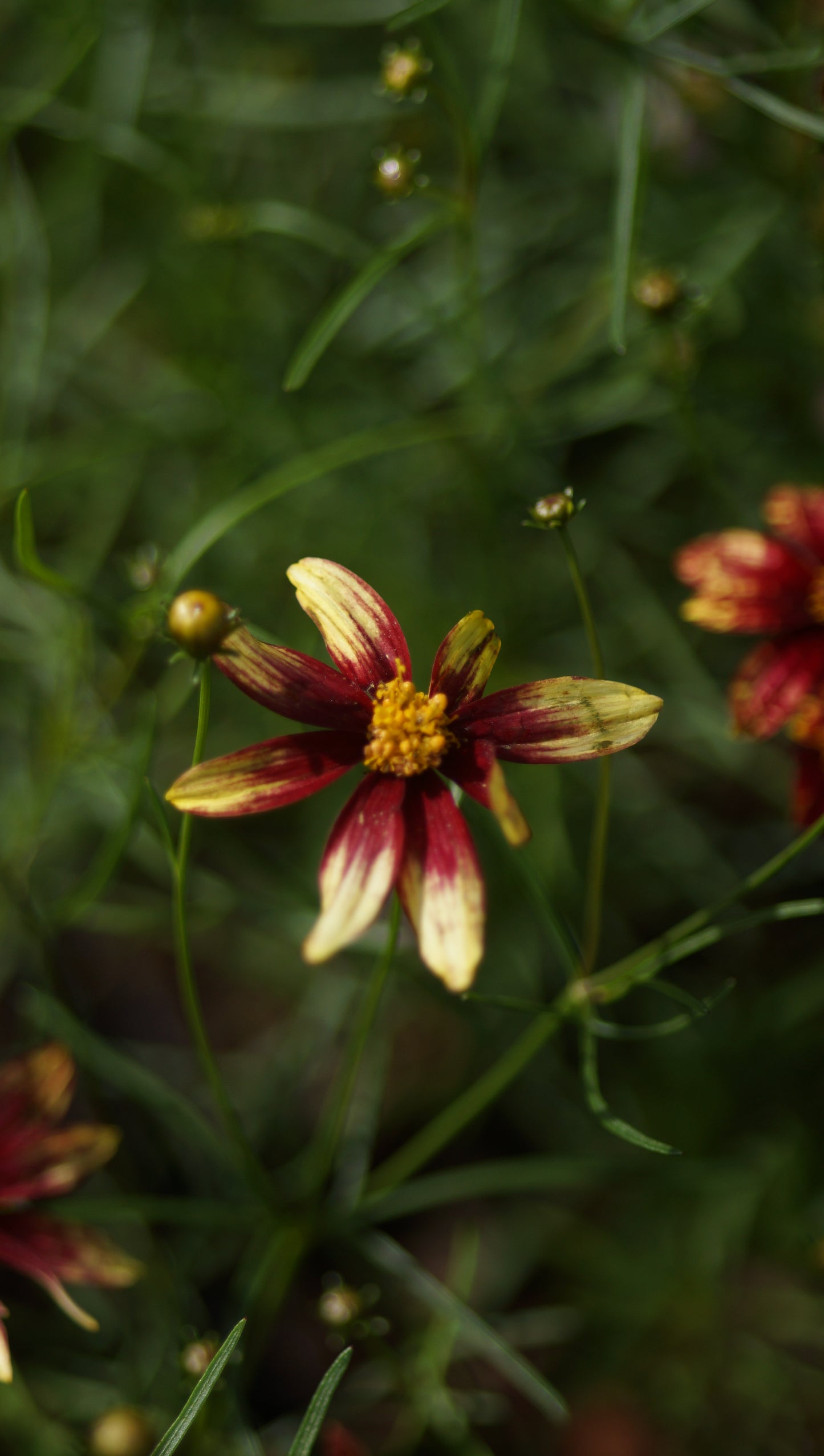 Coreopsis verticillata 'Route 66' - Quirlblättriges Mädchenauge