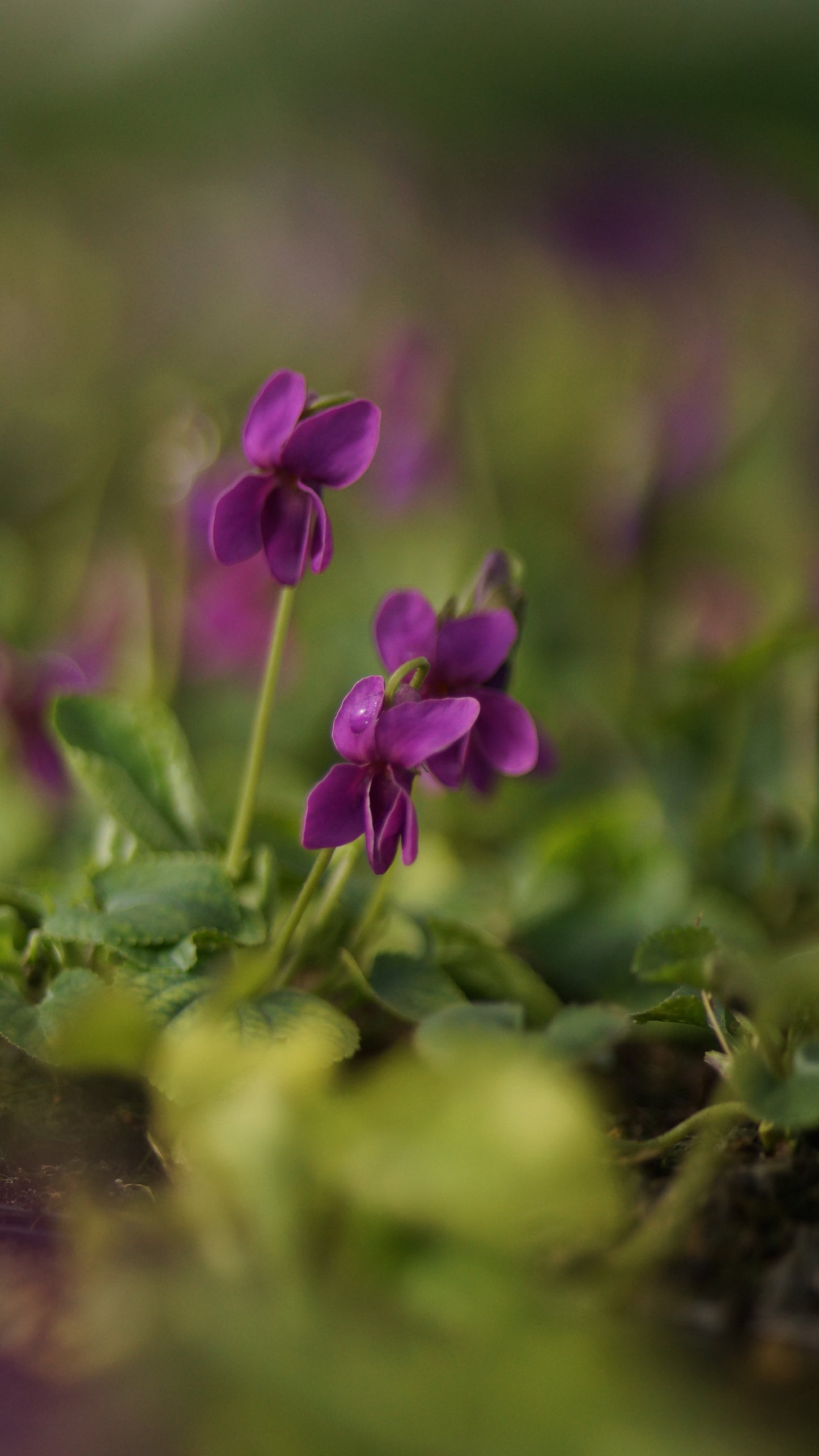 Viola odorata 'Red Charm' - Duft-Veilchen
