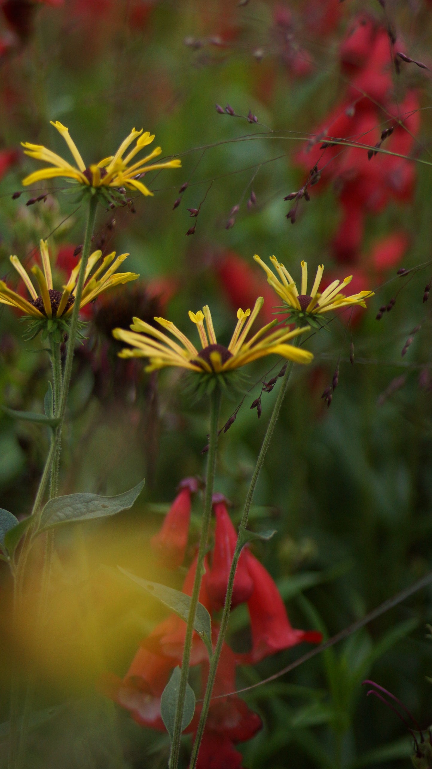 Rudbeckia subtomentosa 'Henry Eilers' - Schwachfilziger Sonnenhut