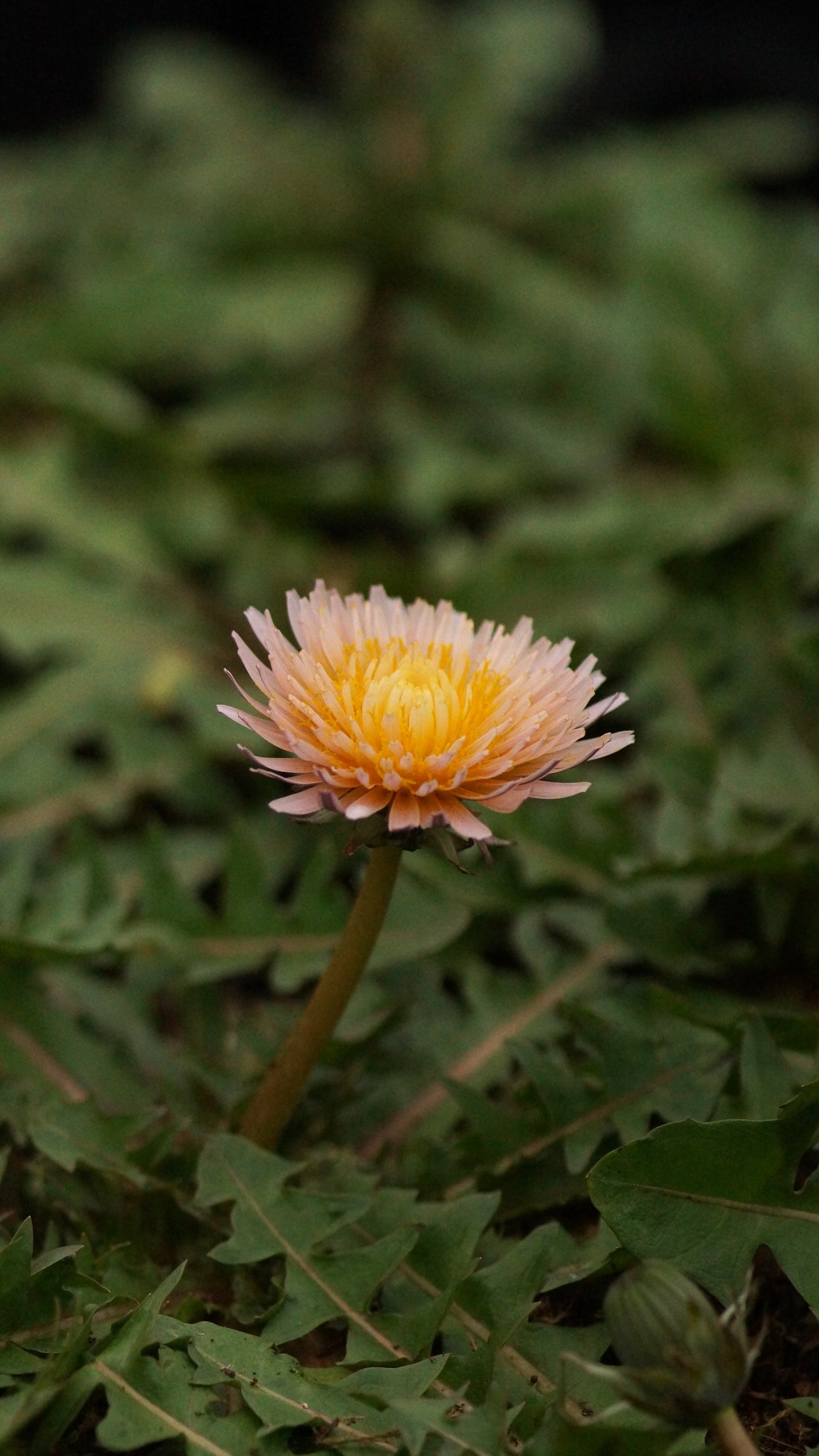 Taraxacum pseudoroseum - Rosa-Löwenzahn