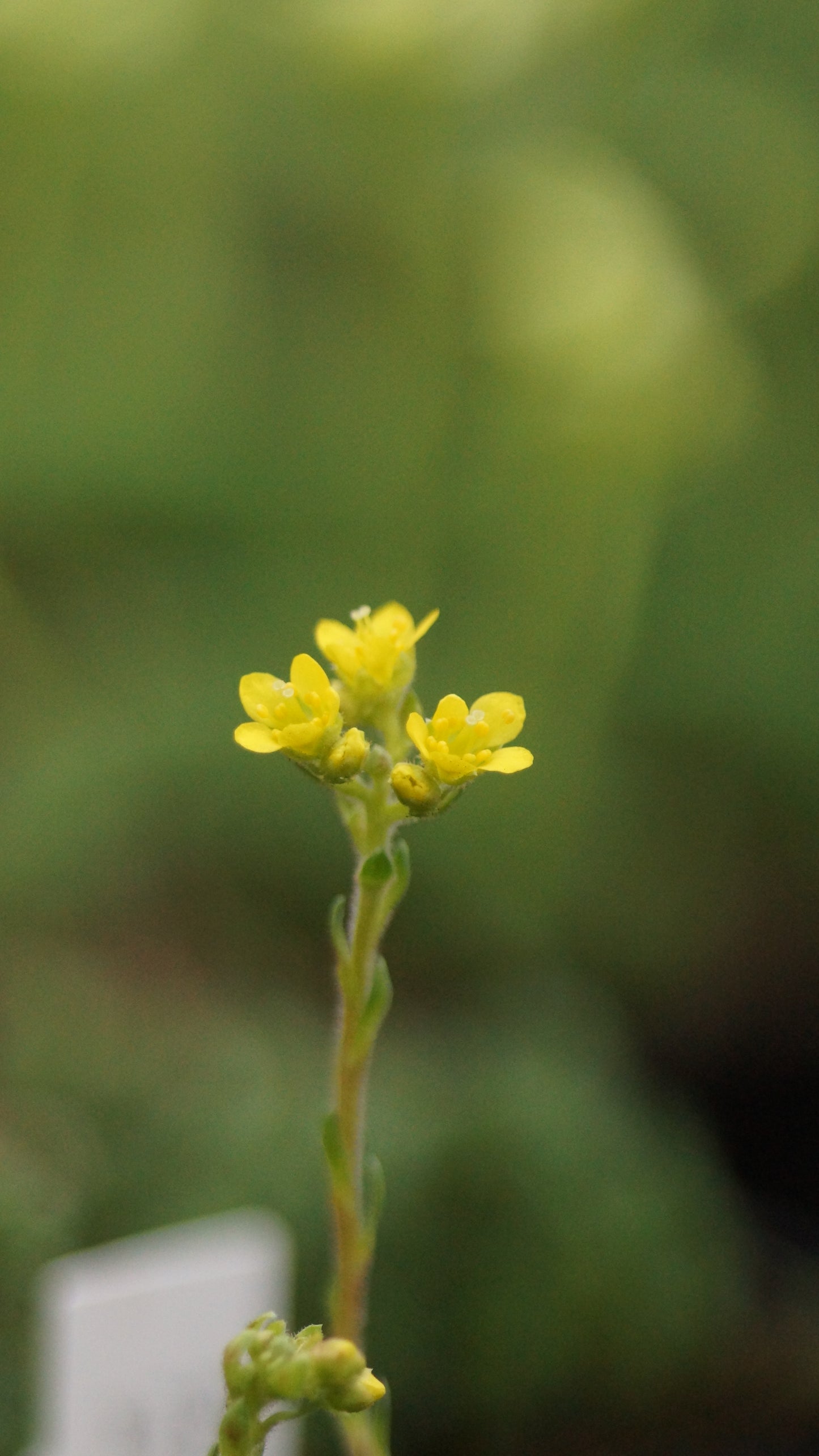 Saxifraga ferdinandi-coburgi - Frühlings-Steinbrech