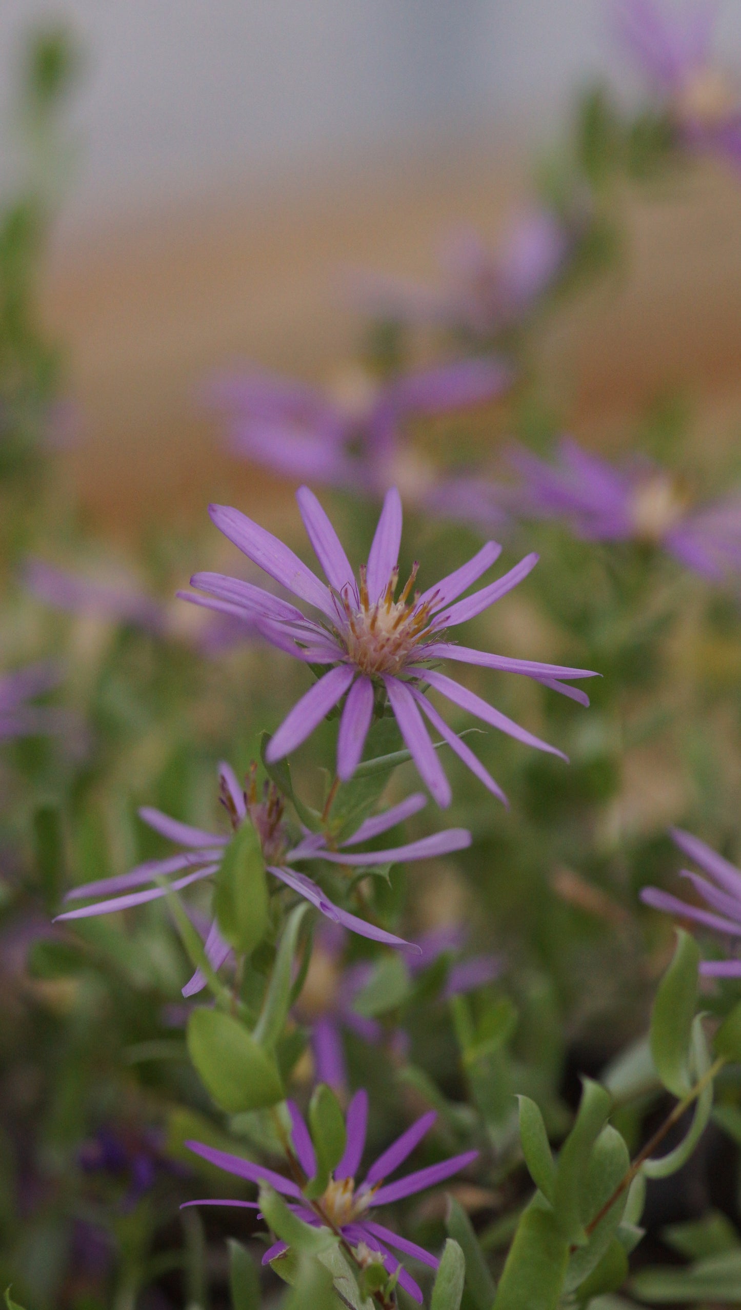 Aster sericeus - Seiden-Aster
