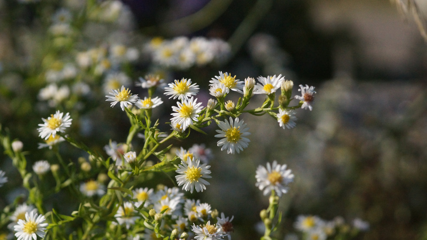 Aster pringlei 'Monte Cassino' - Myrten-Aster