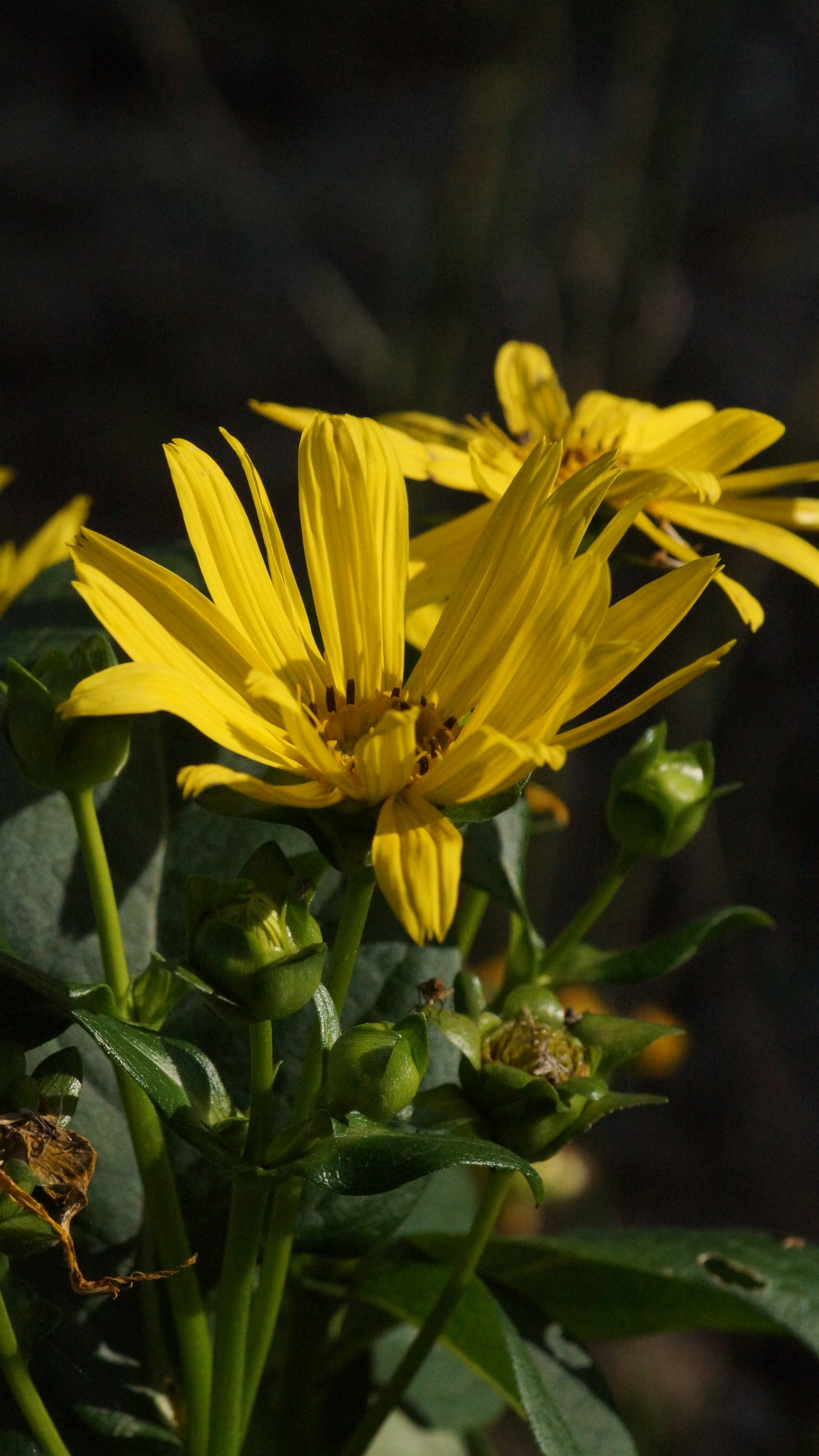 Silphium perfoliatum - Echte Kompasspflanze