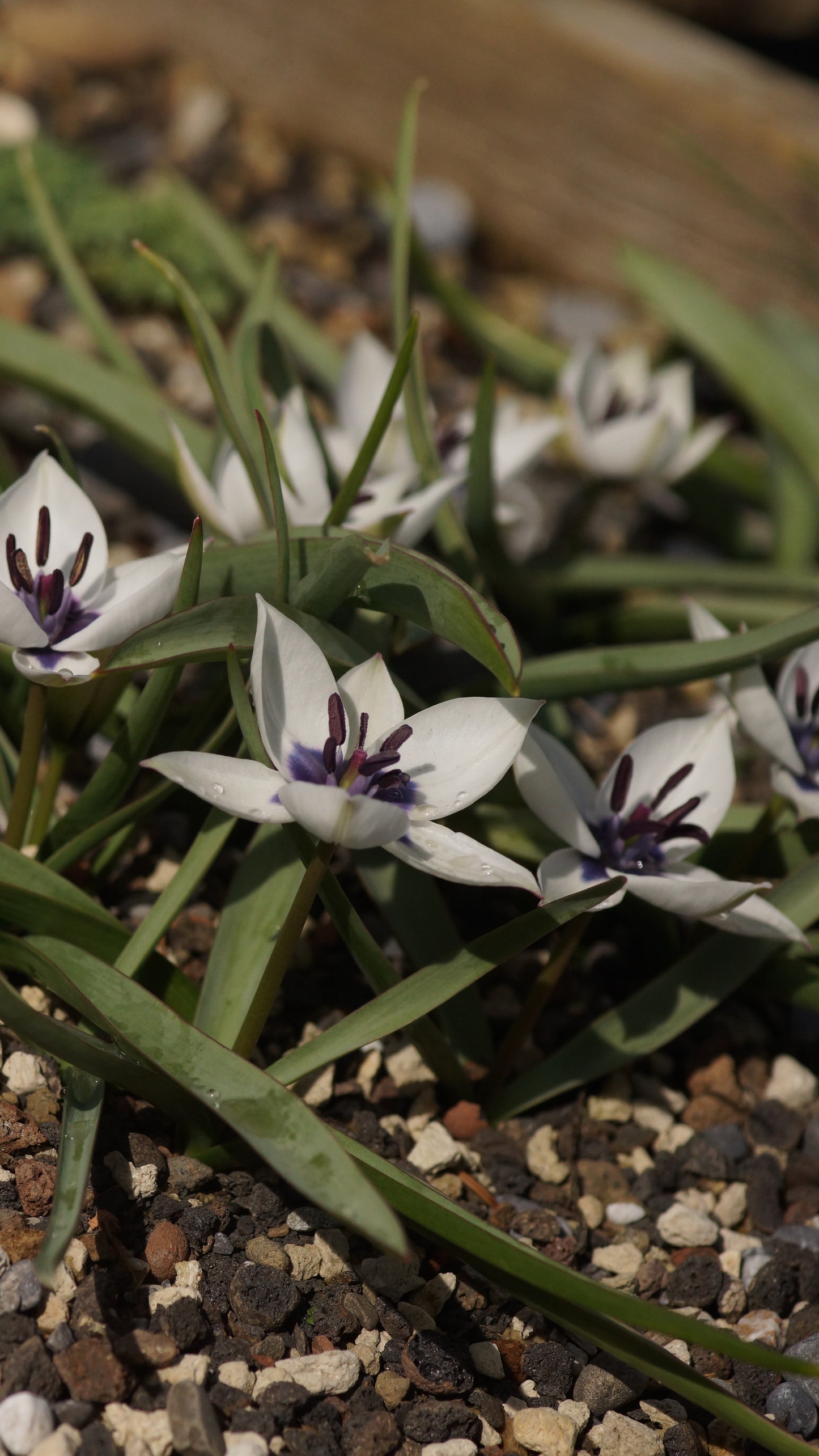 Tulipa humilis 'Alba Coerulea Oculata' - Zwerg-Tulpe