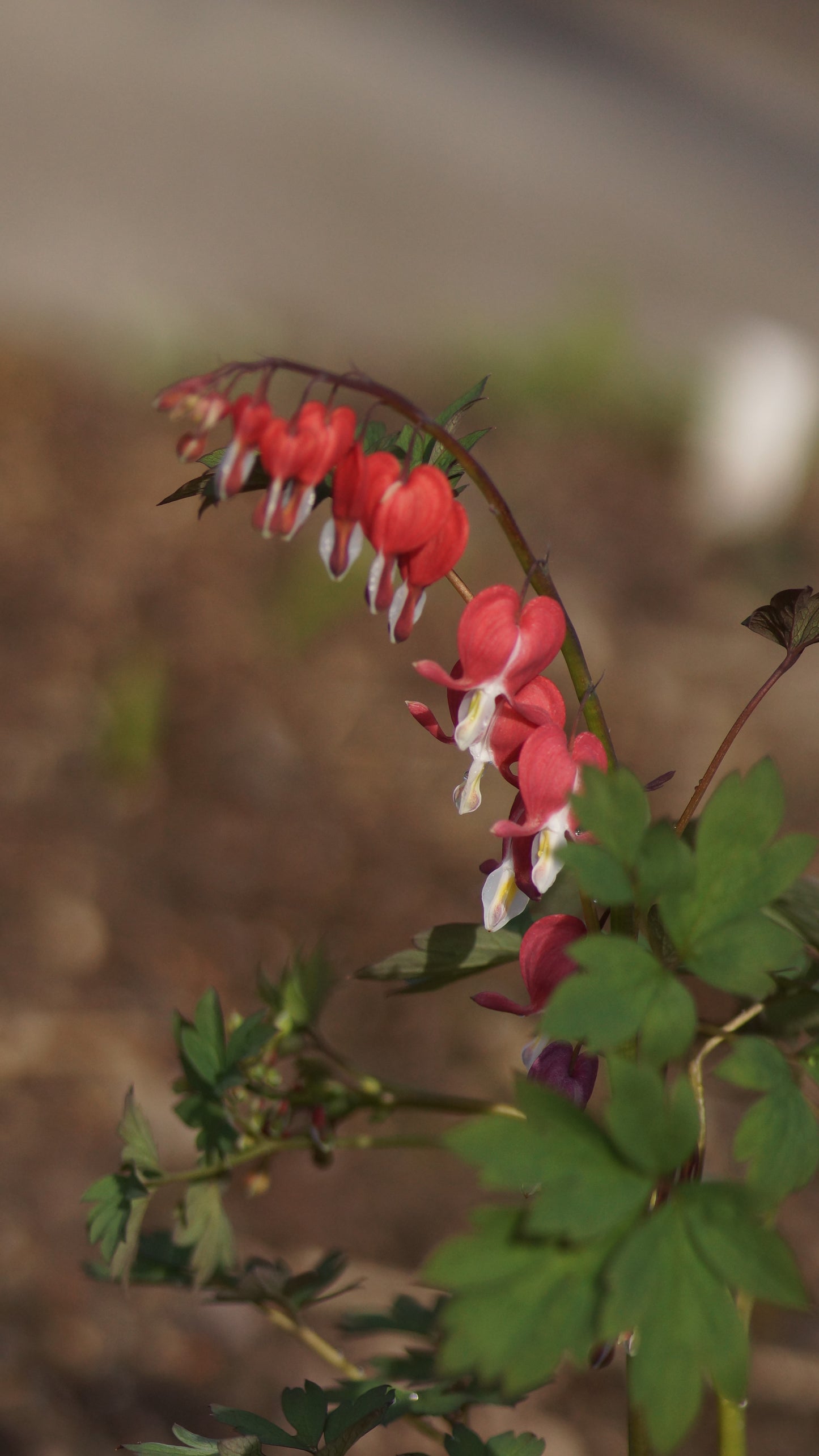 Lamprocapnos spectabilis 'Valentine®' - Tränendes Herz