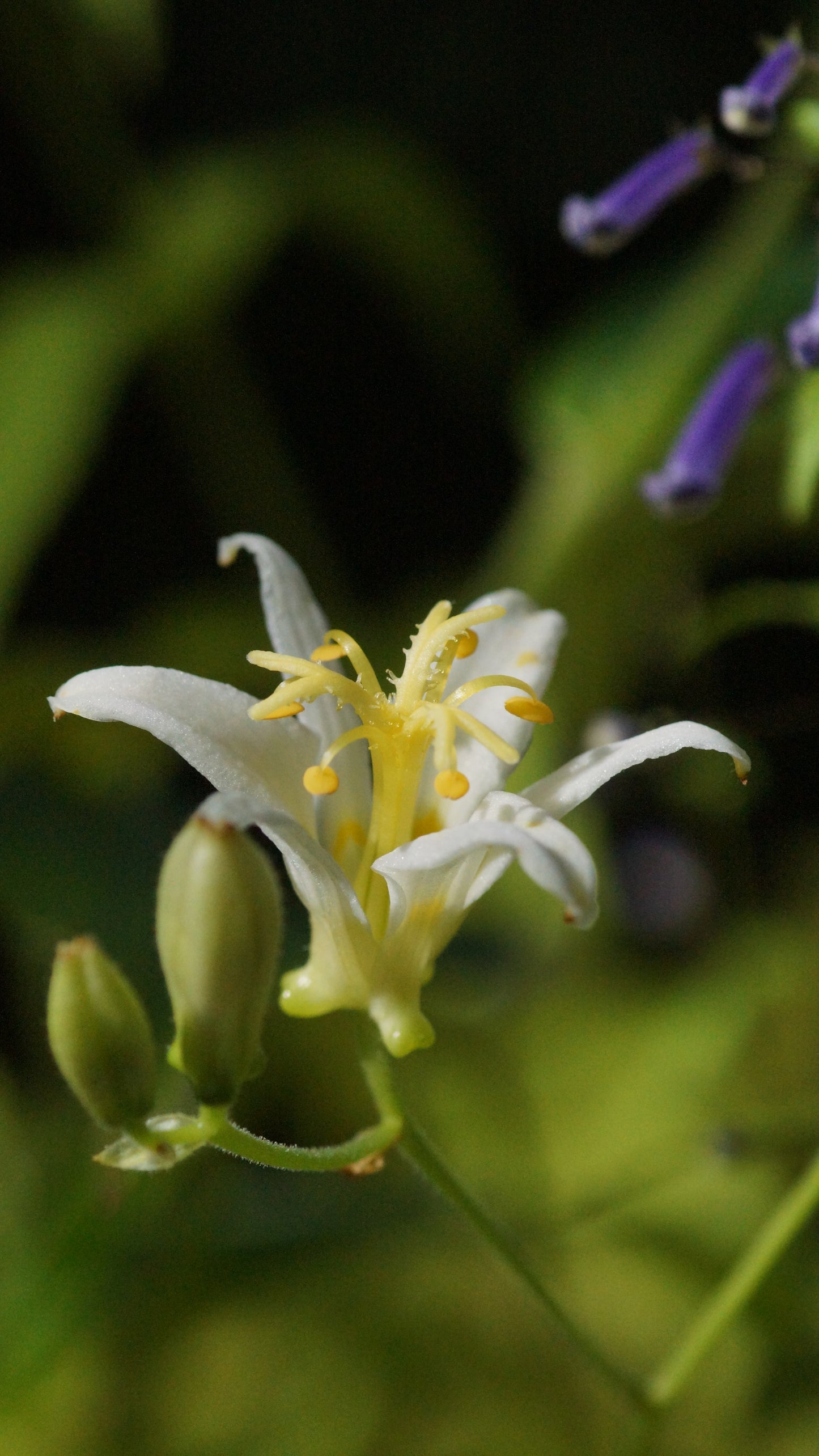 Tricyrtis lasiocarpa 'Alba' - Krötenlilie