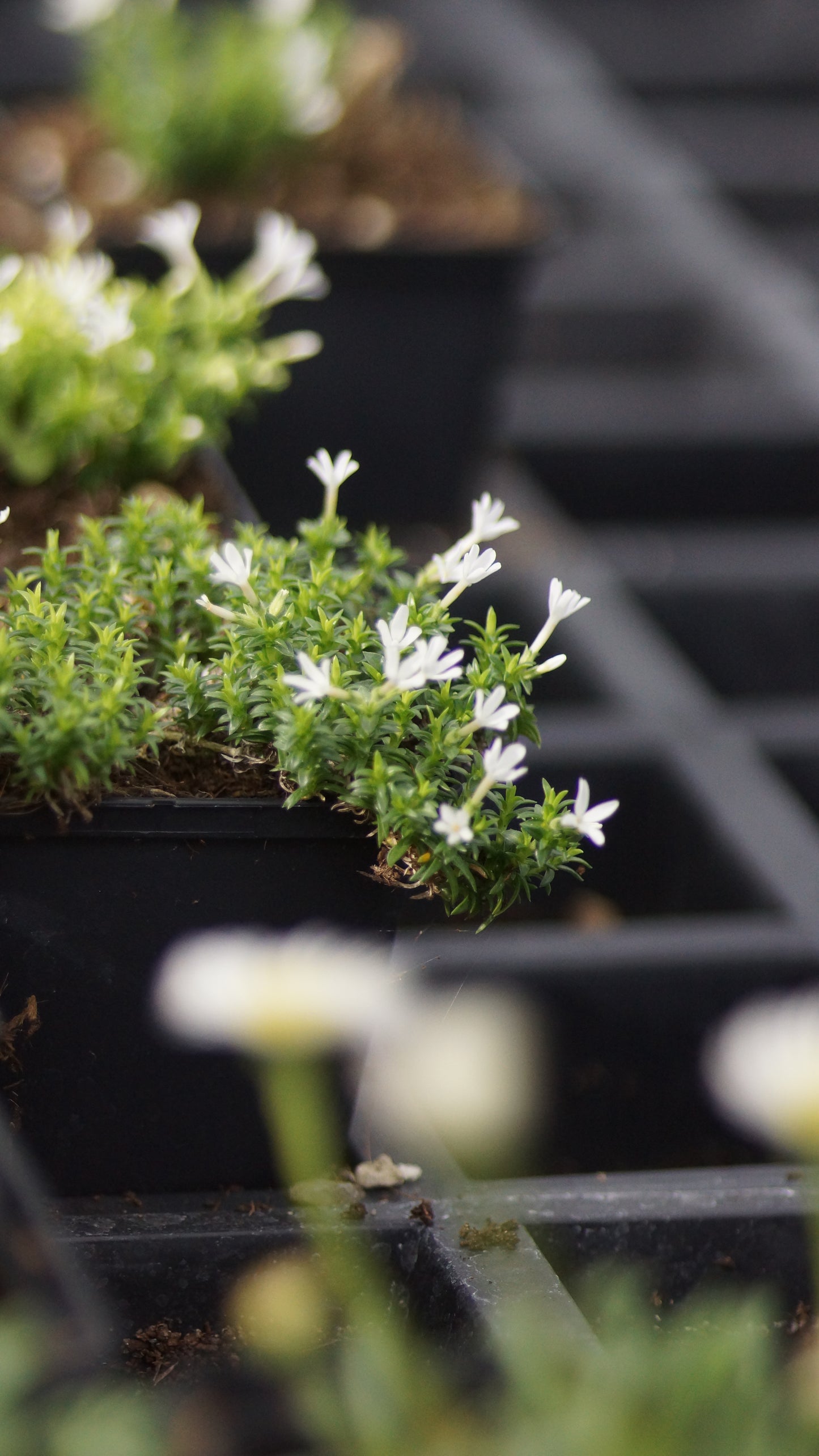Phlox colvillei - Moospolster-Phlox
