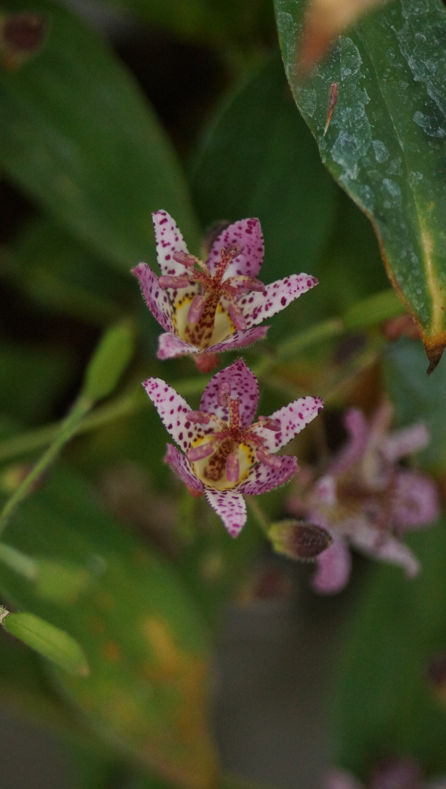 Tricyrtis formosana 'Pink Freckles' - Krötenlilie