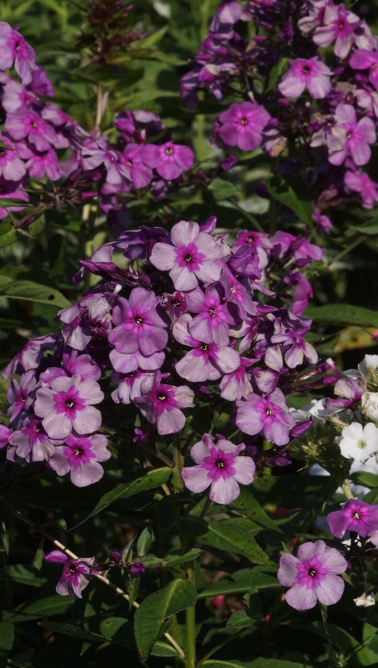 Phlox paniculata 'Mister Iks' - Hoher Stauden-Phlox