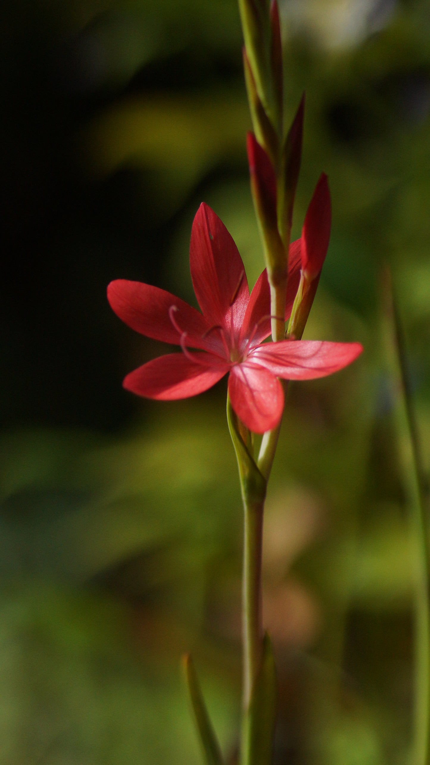 Schizostylis coccinea (Syn. Hesperantha coccinea) - Roter Sumpfspaltgriffel
