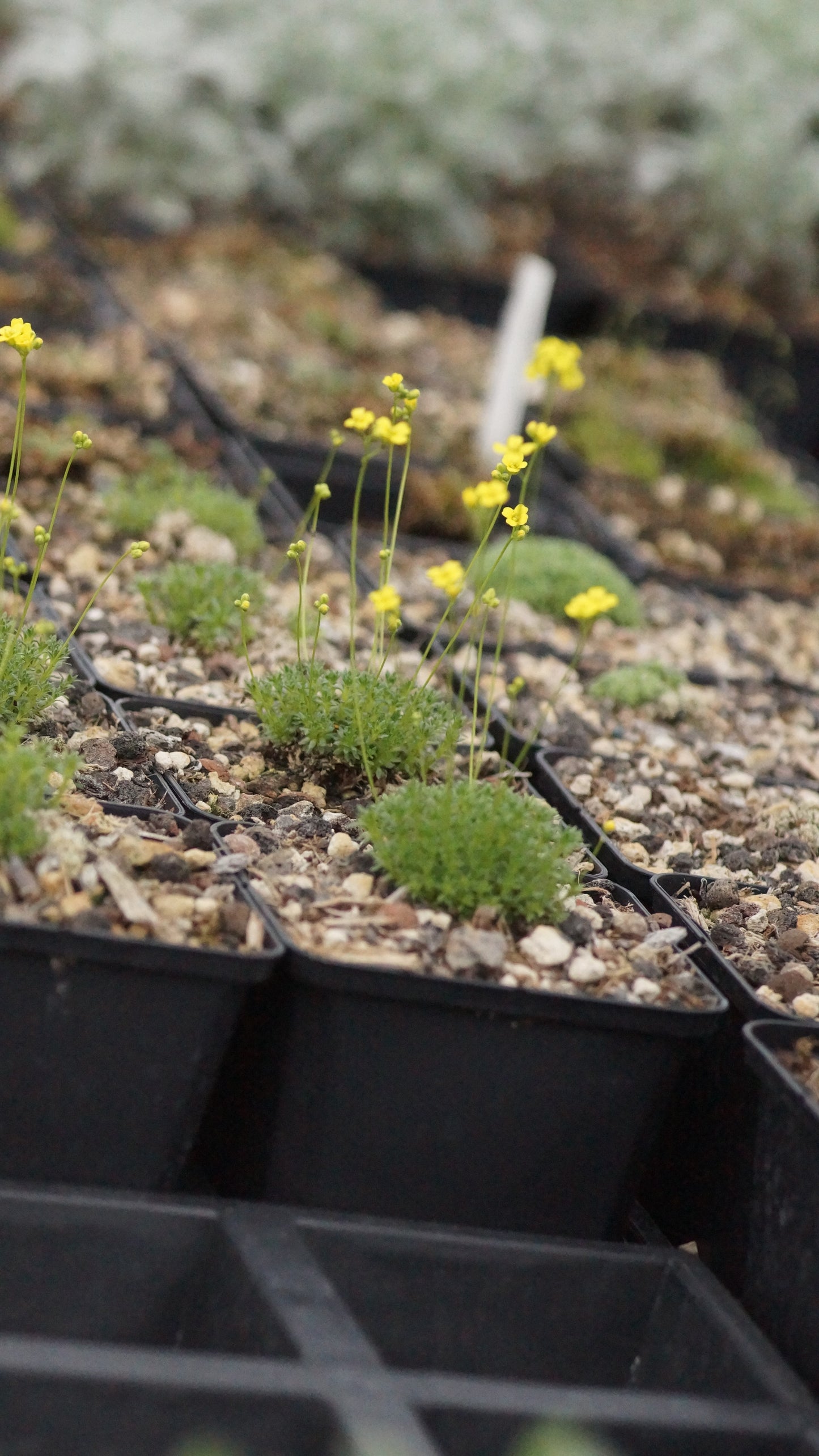 Draba bryoides var. imbricata - Kaukasisches Hungerblümchen