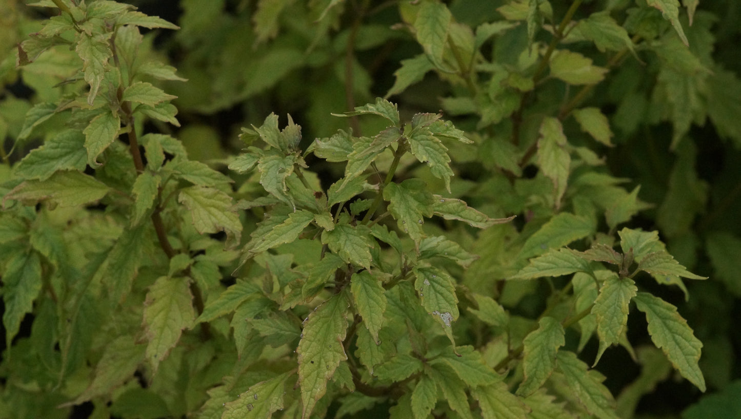 Tripora divaricata 'Jade Shades' - Staudenbartblume