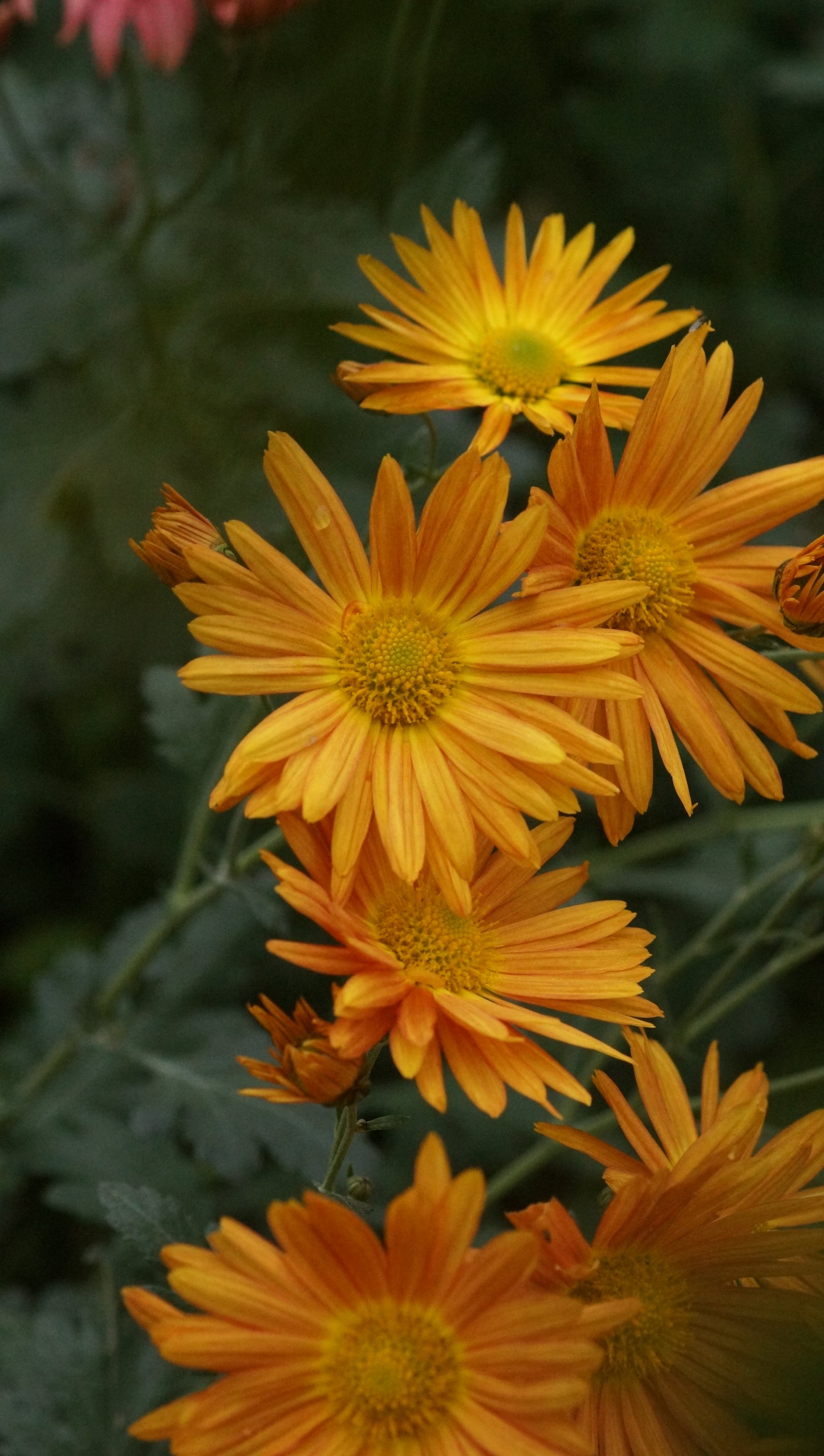 Chrysanthemum Indicum-Hybride 'Orange von Egloff