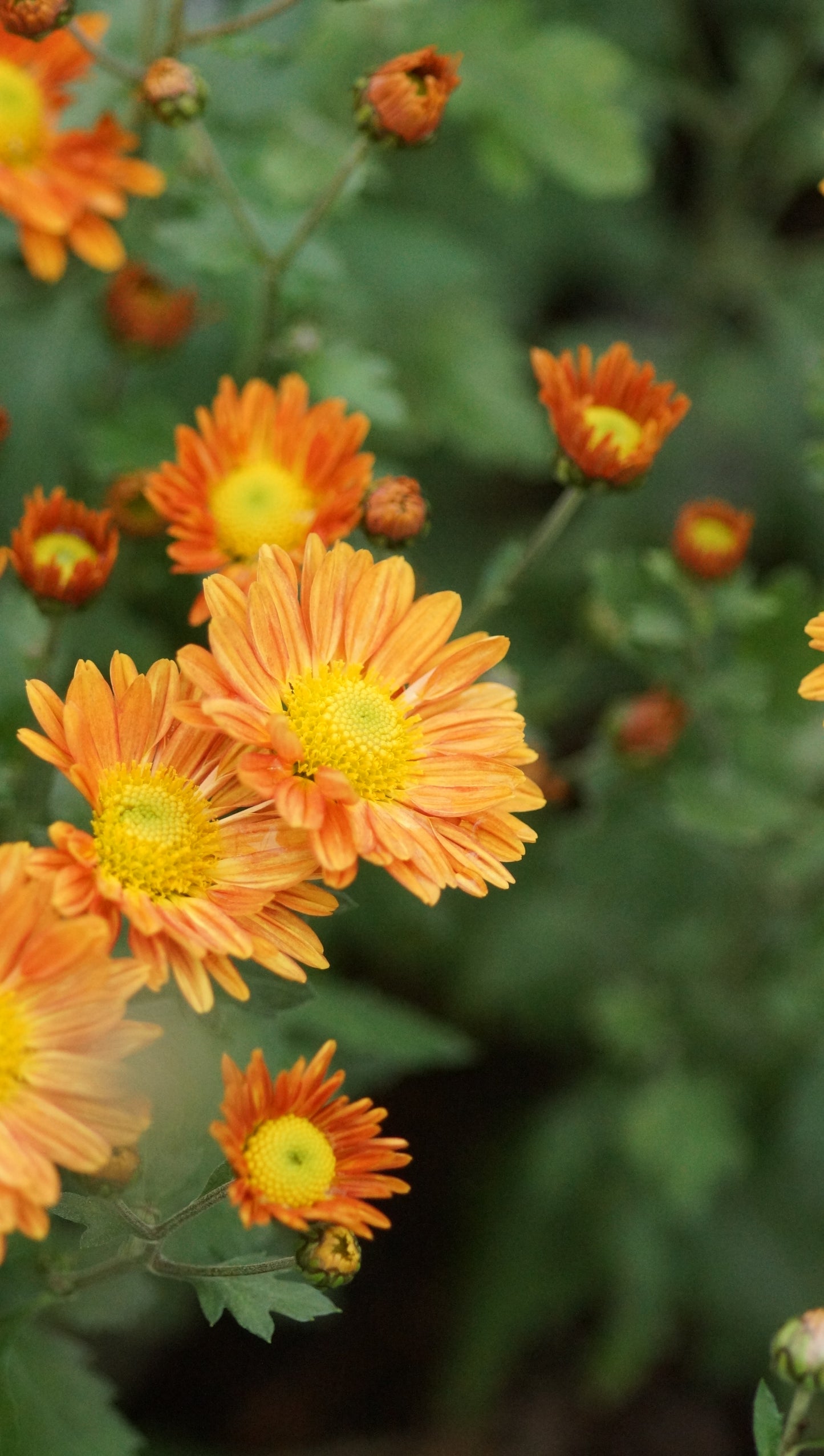 Chrysanthemum Indicum-Hybride 'Irish Sophie Orange' - Herbst-Chrysantheme