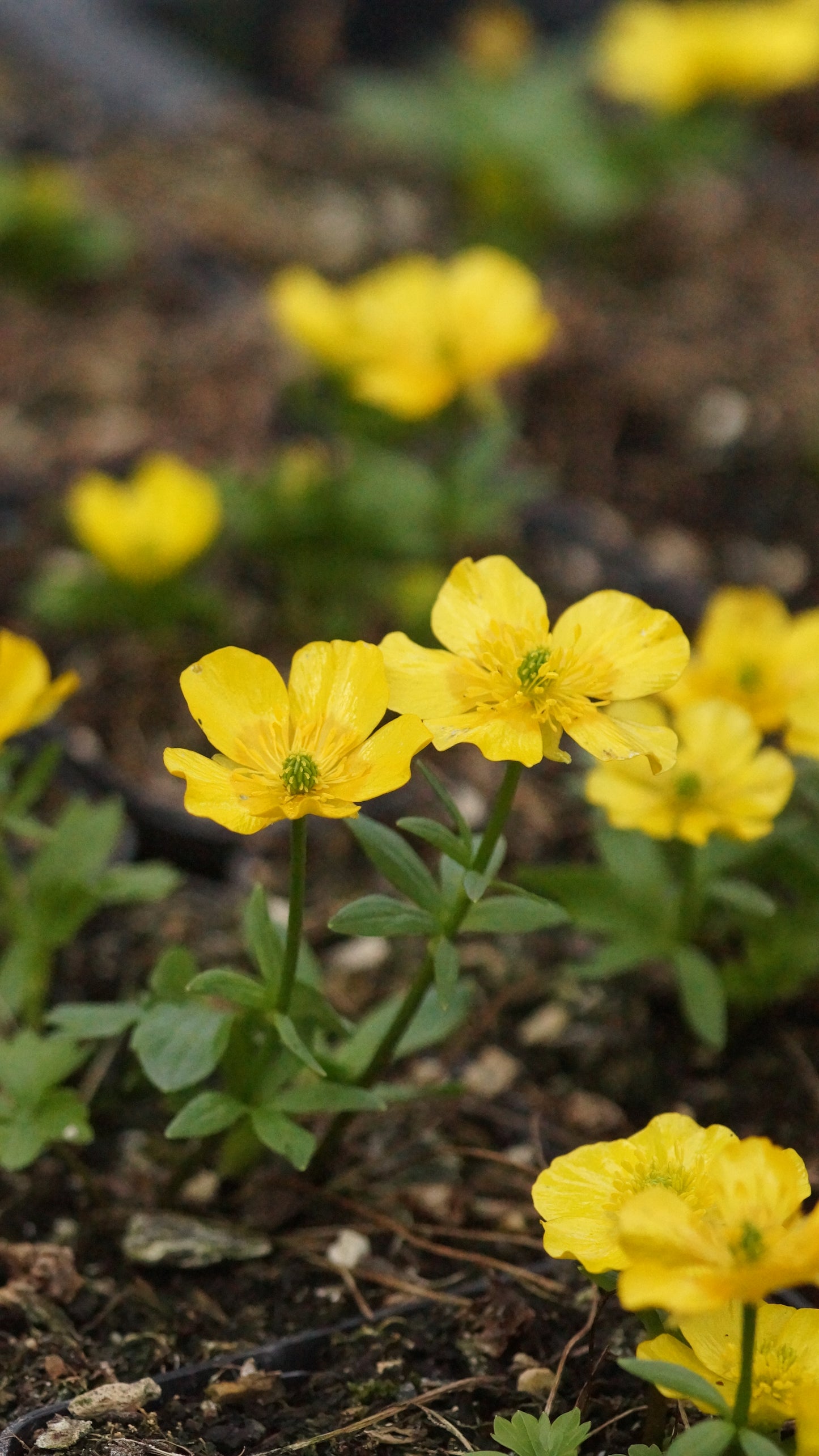 Ranunculus montanus 'Molten Gold' - Berg-Hahnenfuss