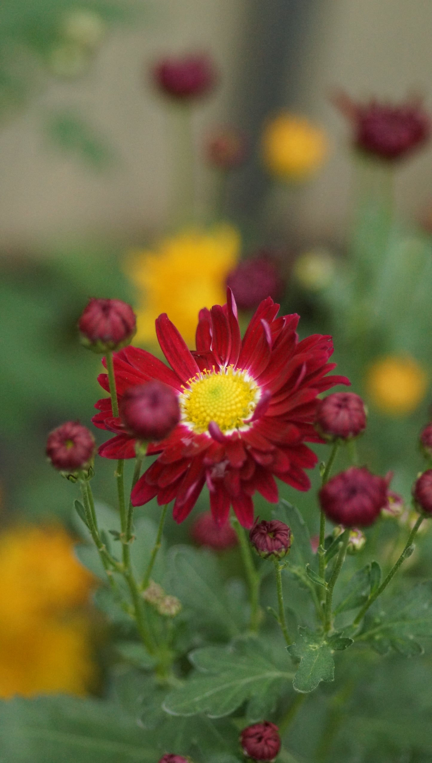 Chrysanthemum Indicum-Hybride 'Rote von Oppligen' - Herbst-Chrysantheme