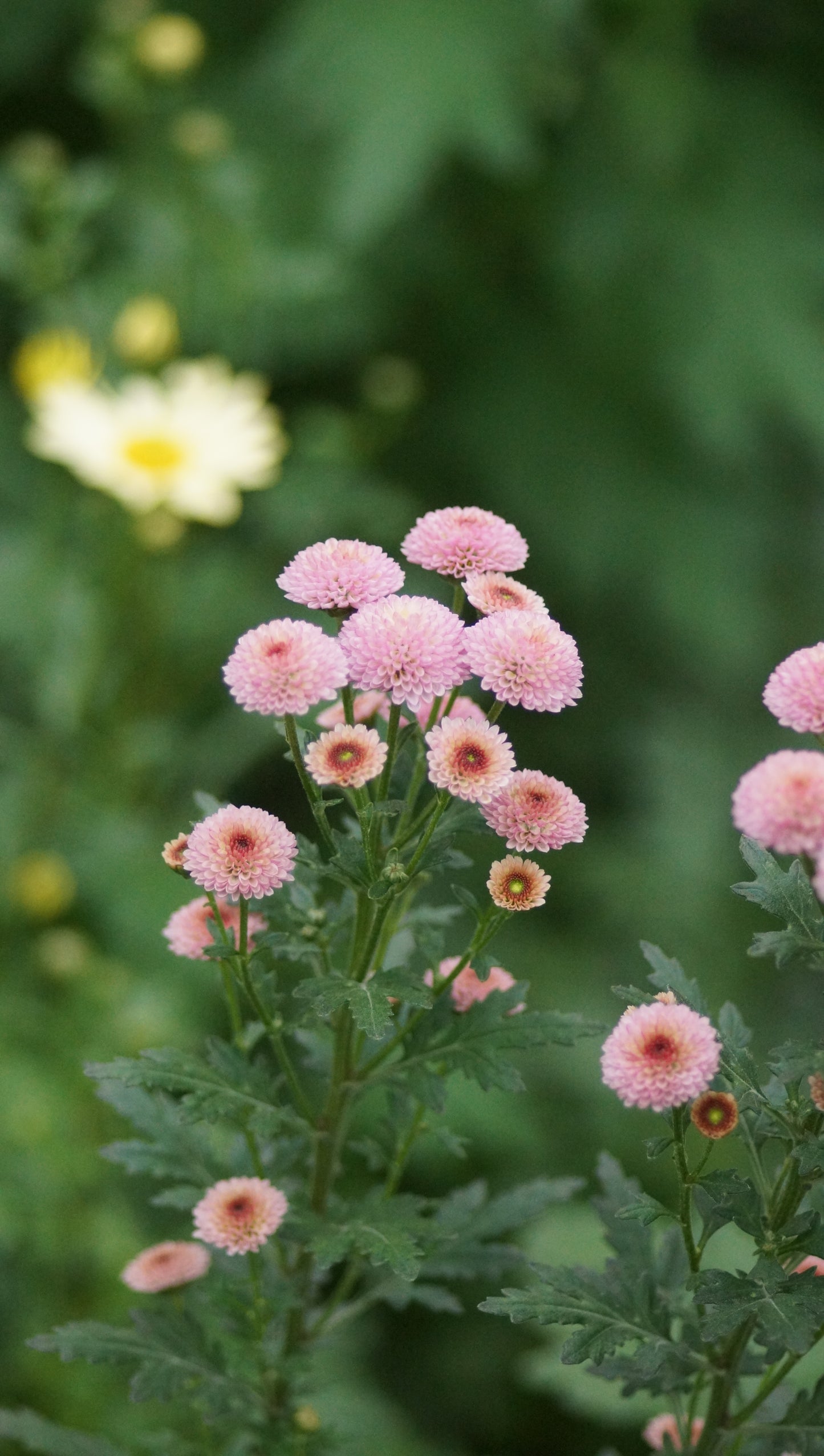 Chrysanthemum Indicum-Hybride 'Weana Busserl' - Herbst-Chrysantheme