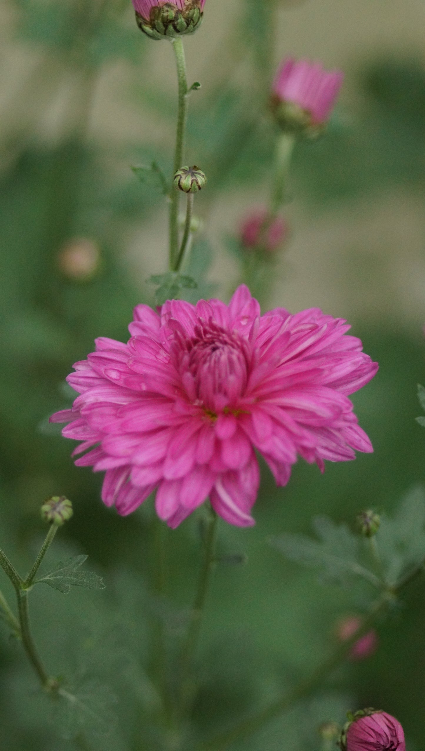 Chrysanthemum Indicum-Hybride 'Rosa von Spino' - Herbst-Chrysantheme