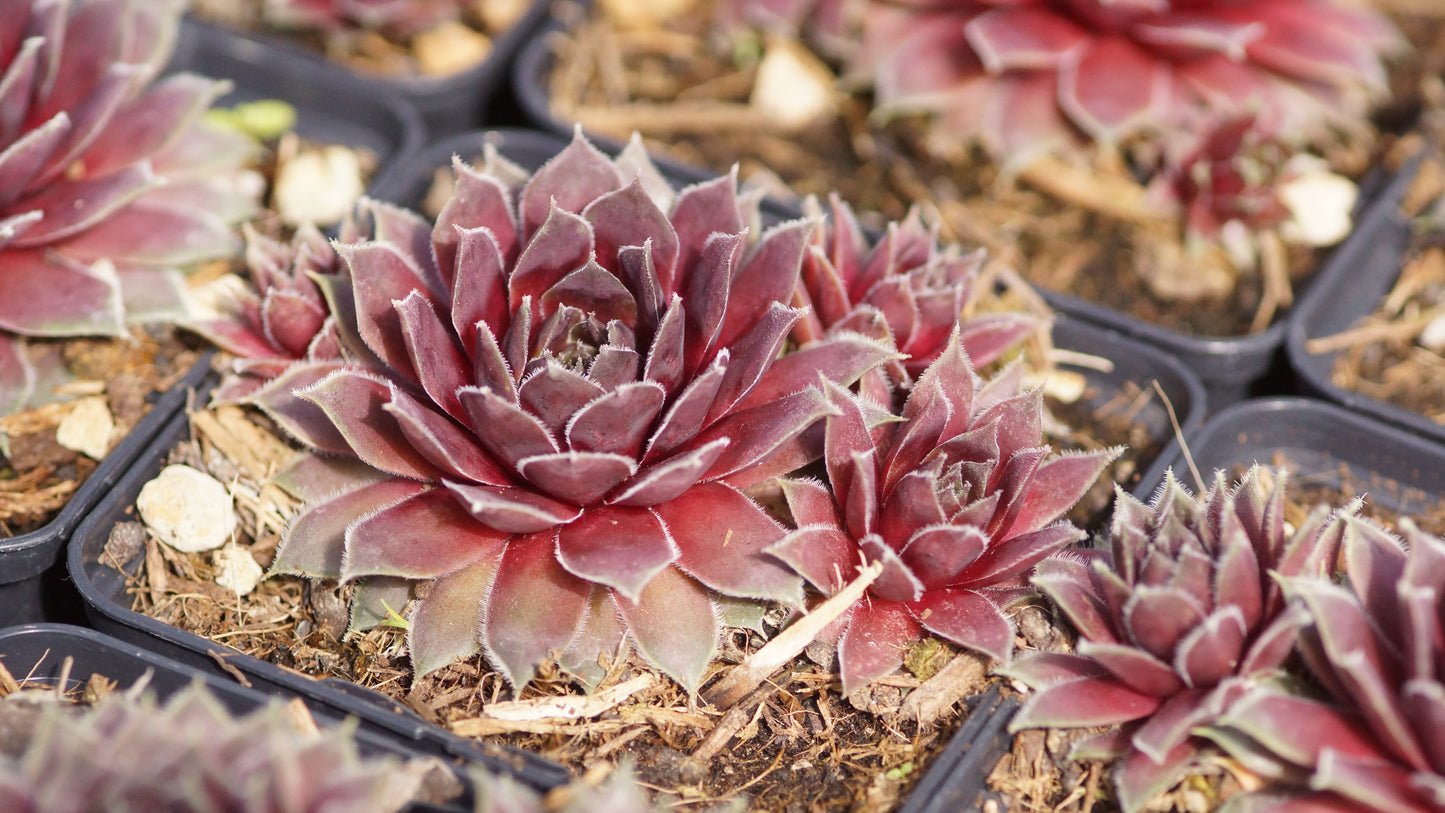 Sempervivum Marmoreum-Hybride 'Pilatus' - Hauswurz