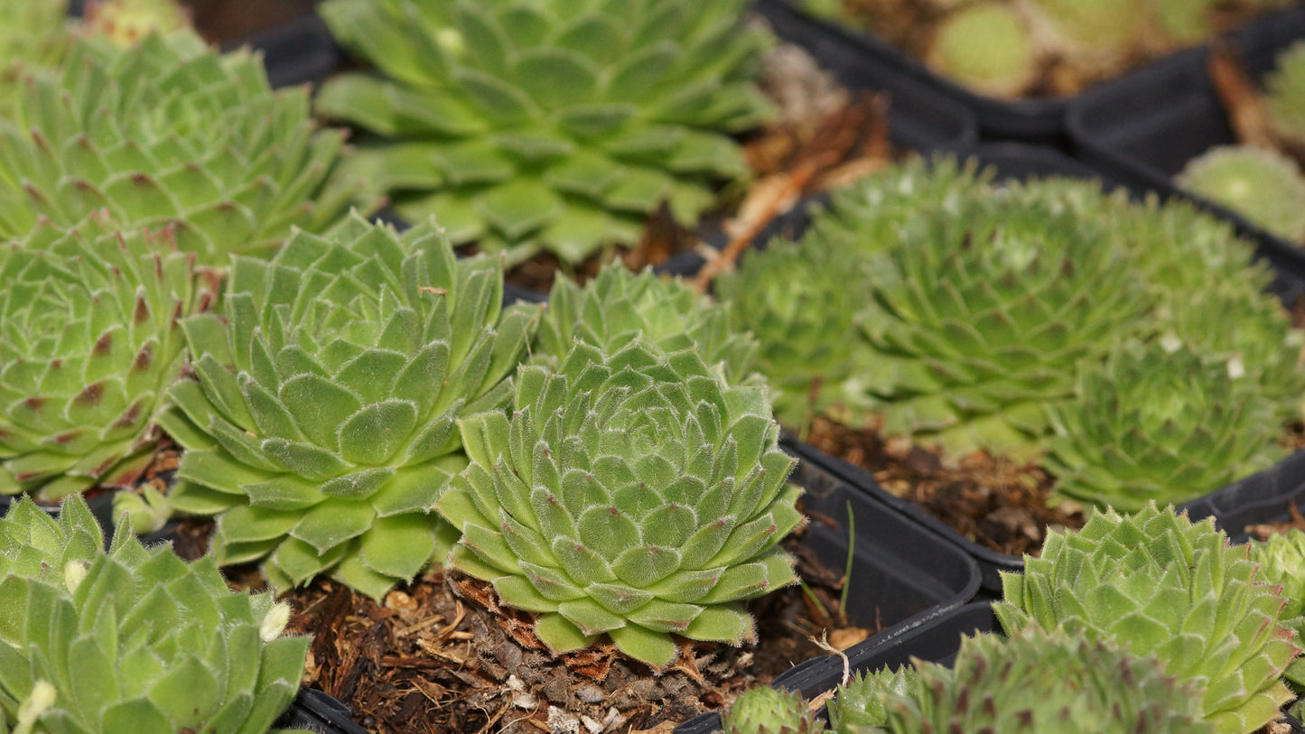 Sempervivum Hybride 'Pax' - Hauswurz