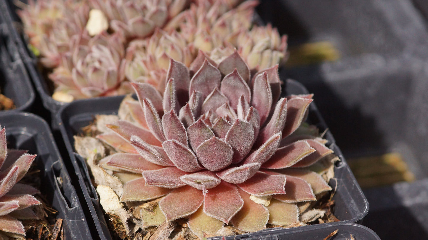 Sempervivum Hybride 'Grizzle Velvet' - Hauswurz