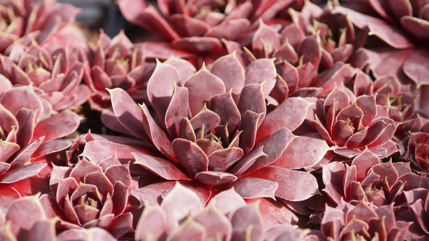 Sempervivum Hybride 'Suleiman' - Hauswurz