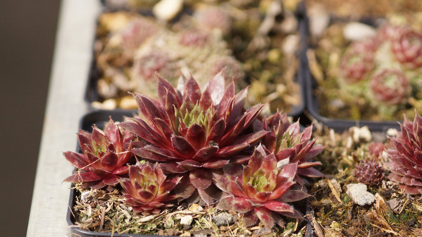 Sempervivum Hybride 'Pic de Bure' - Hauswurz