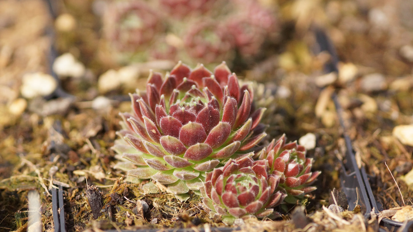 Sempervivum Hybride 'Sunkist' - Hauswurz