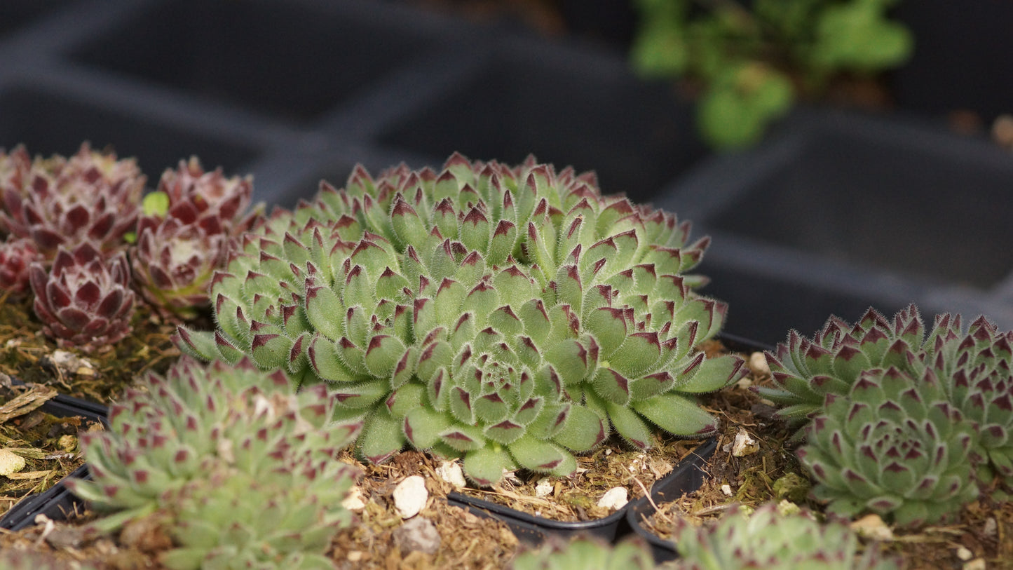 Sempervivum pitonii - Serpentin-Hauswurz