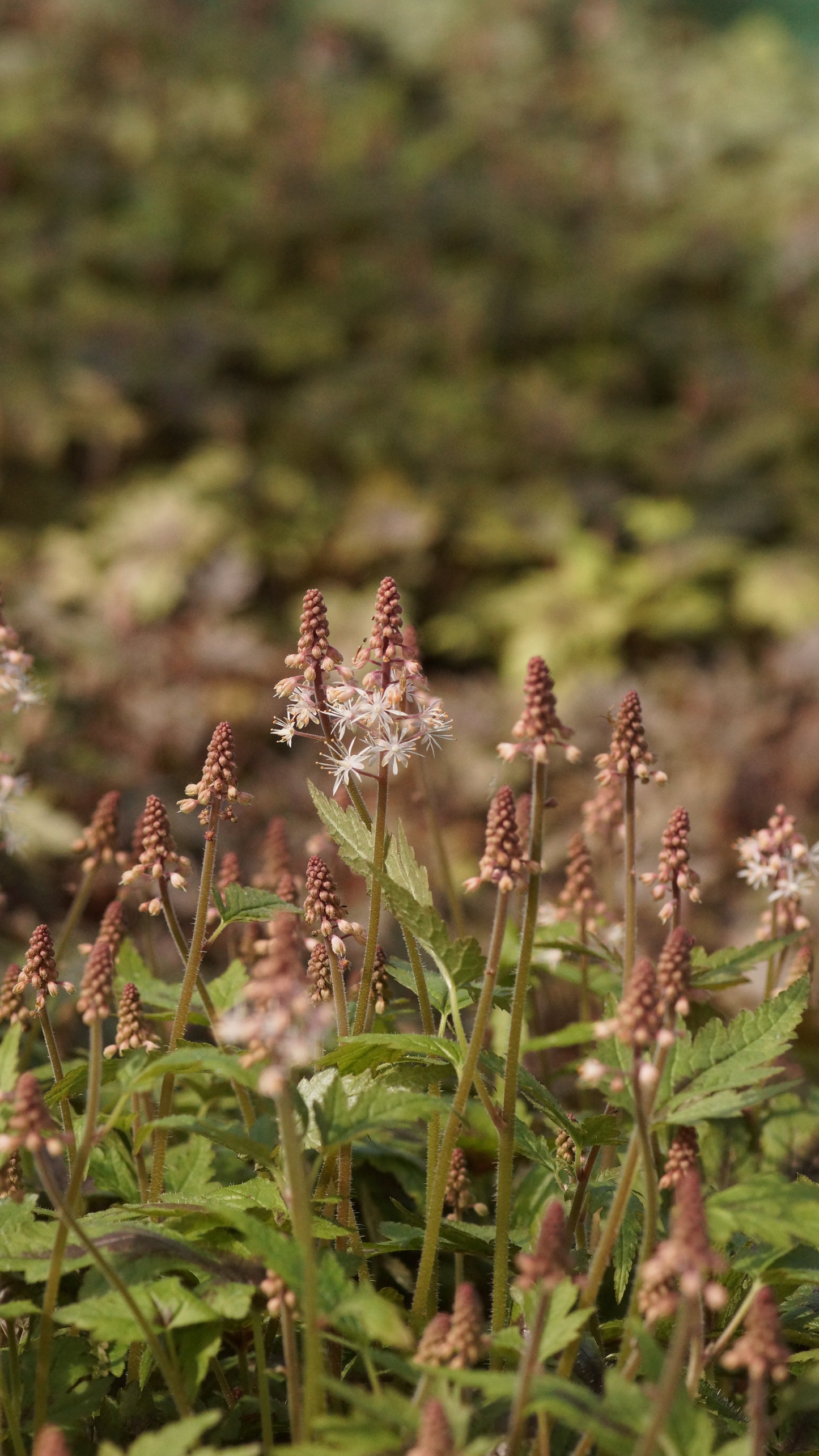 Tiarella laciniata 'Sugar & Spice' - Zipfelblättrige Schaumblüte