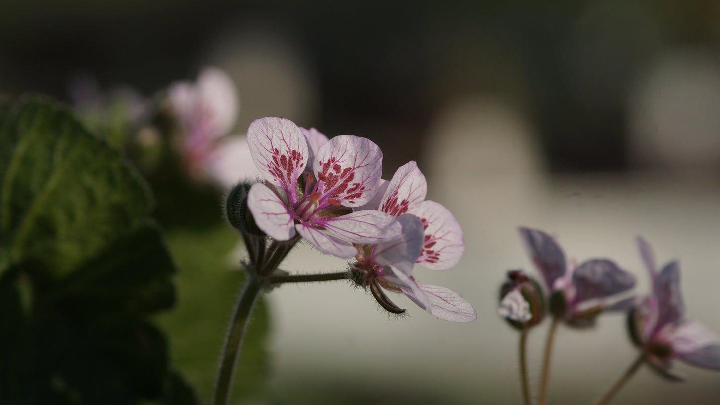 Erodium trifolium - Reiherschnabel