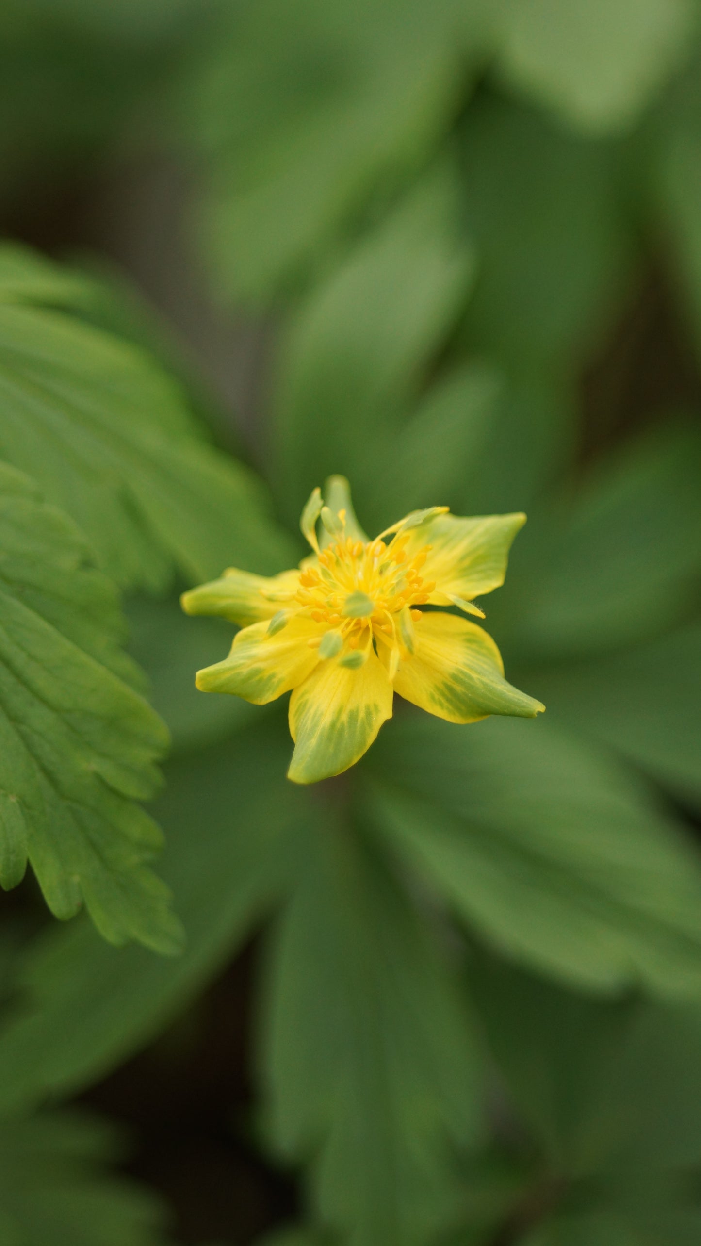 Anemone ranunculoides 'Konstantin' - Gelbes Buschwindröschen