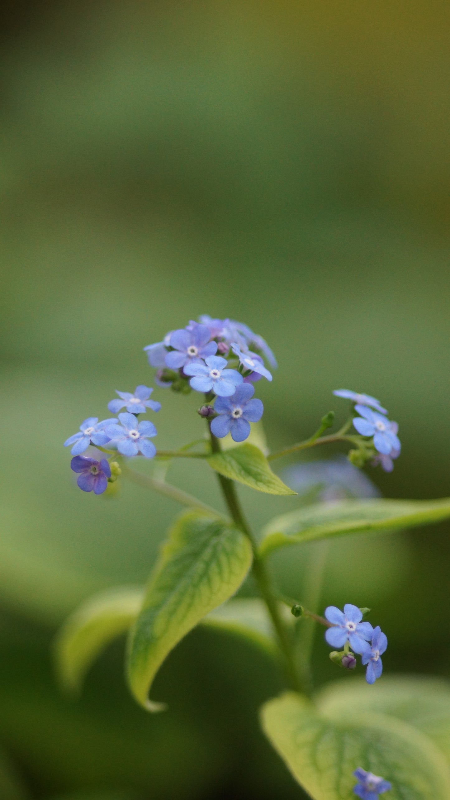Brunnera macrophylla - Kaukasusvergissmeinnicht