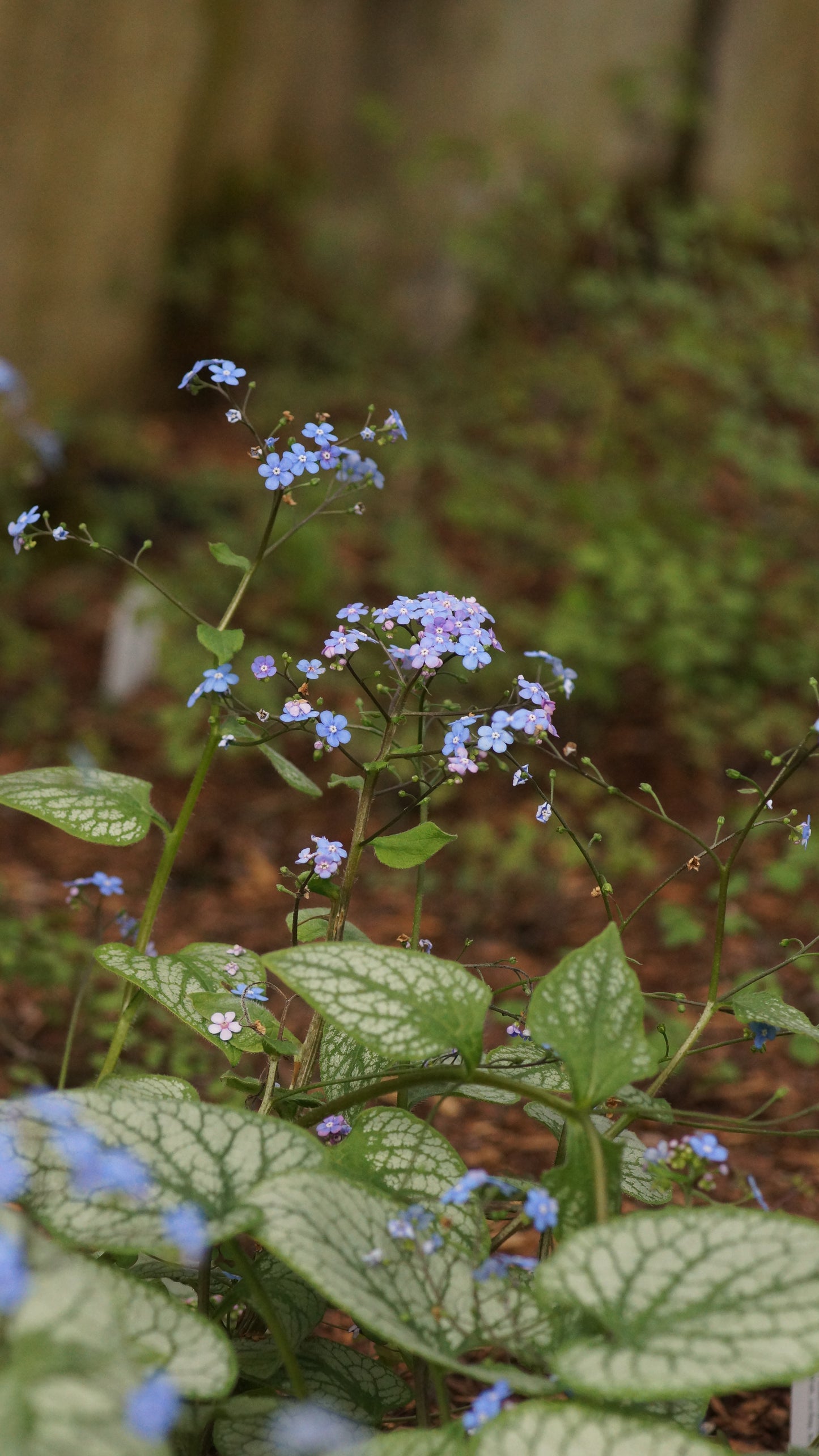 Brunnera macrophylla 'Alexanders Great' - Kaukasusvergissmeinnicht