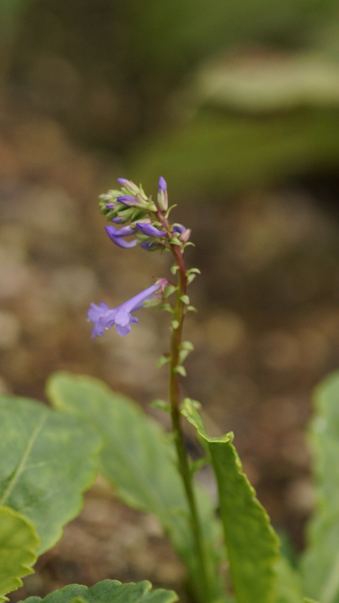 Wulfenia x schwarzii - Wulfenie