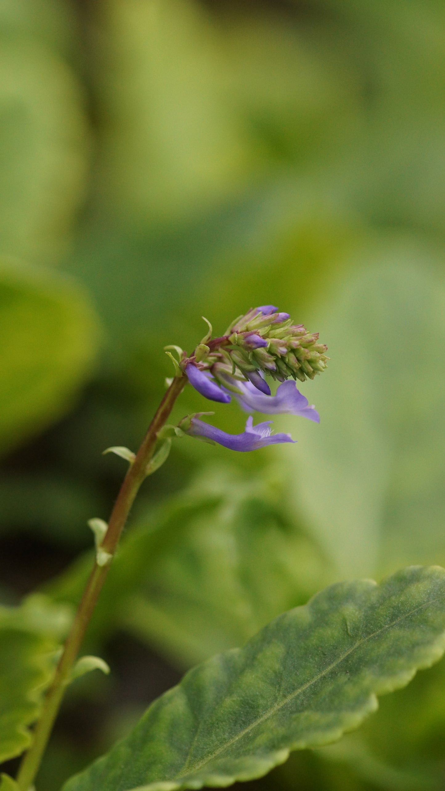 Wulfenia x schwarzii - Wulfenie