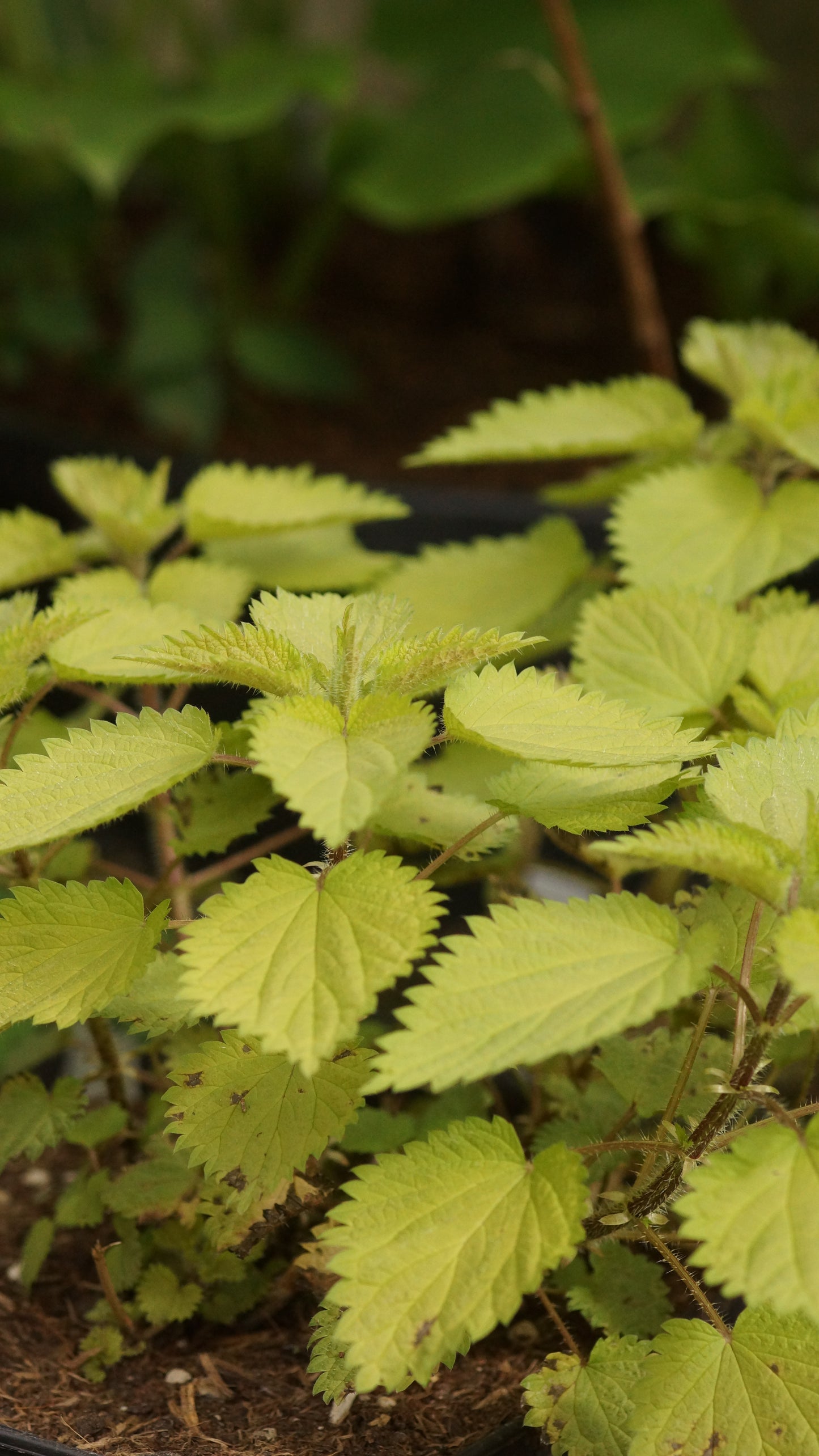 Urtica dioica 'Goldbiene' - Gold-Brennnessel