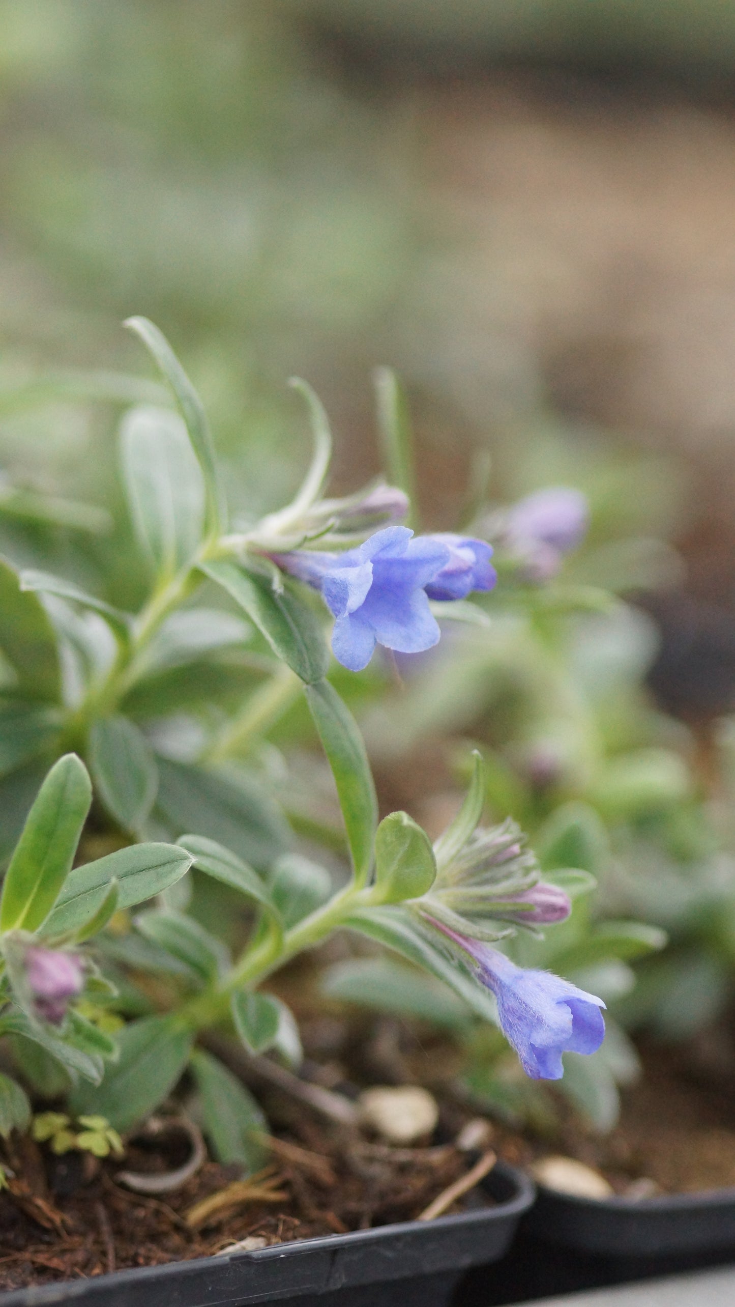 Lithodora oleifolia - Olivenblättriger Scheinsteinsame