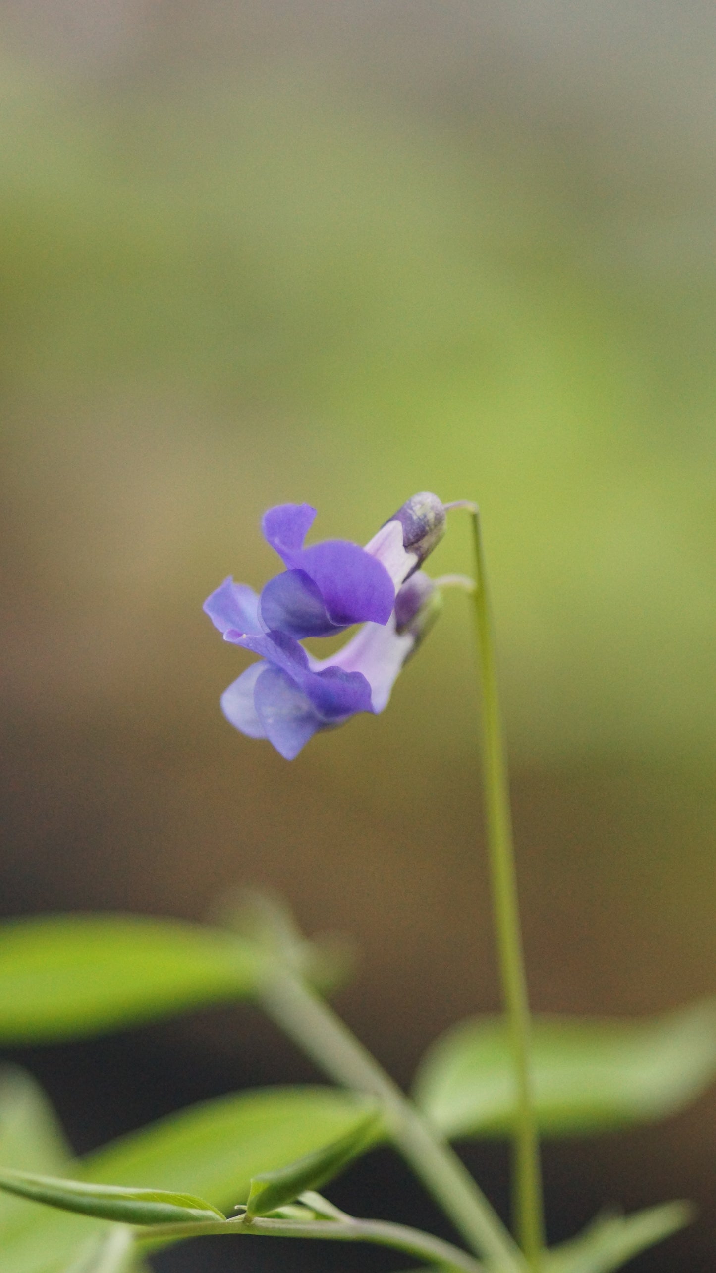 Lathyrus vernus 'Heavenly Blues' - Frühlings-Platterbse