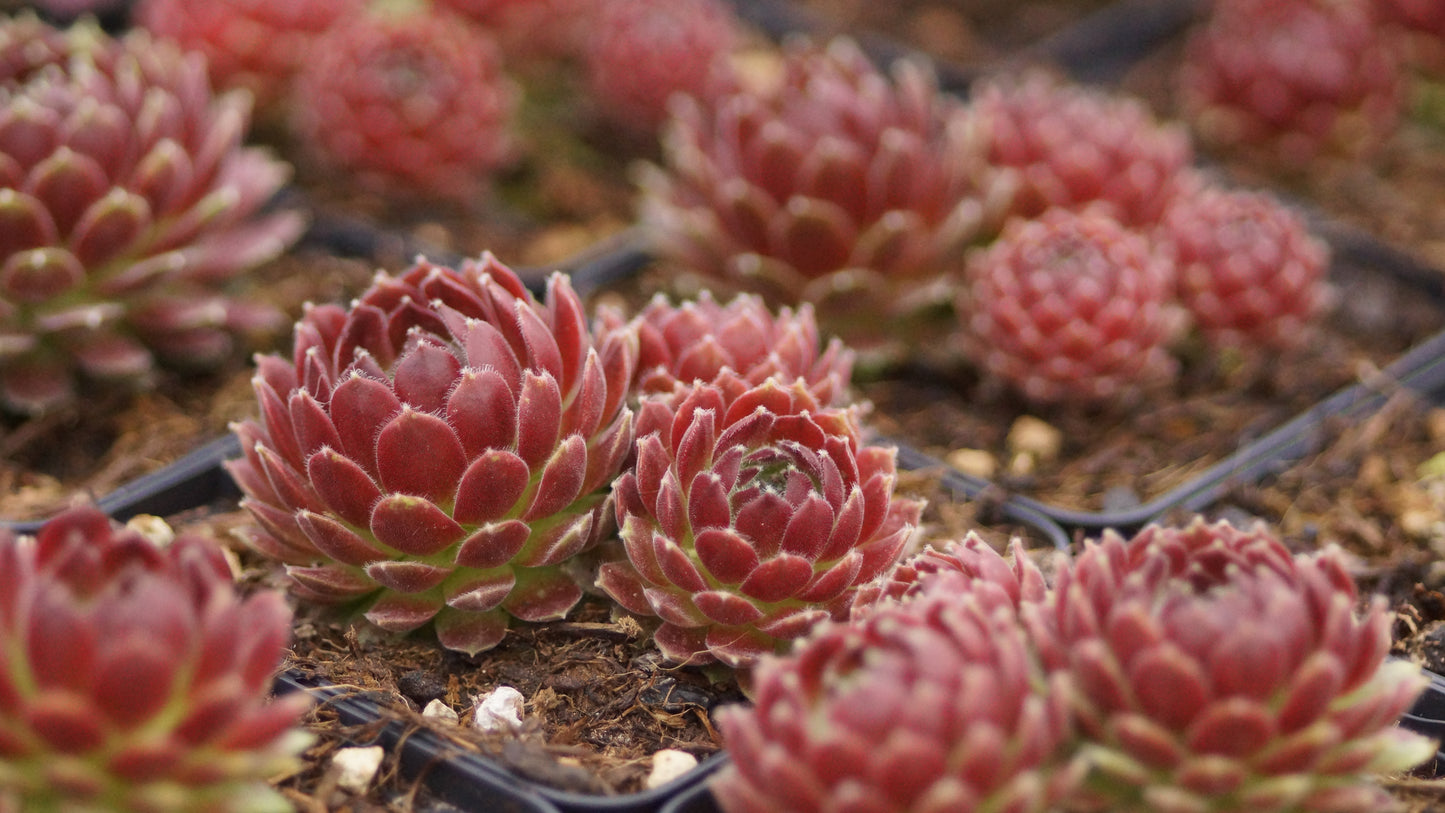Sempervivum Hybride 'Lipstick' - Hauswurz