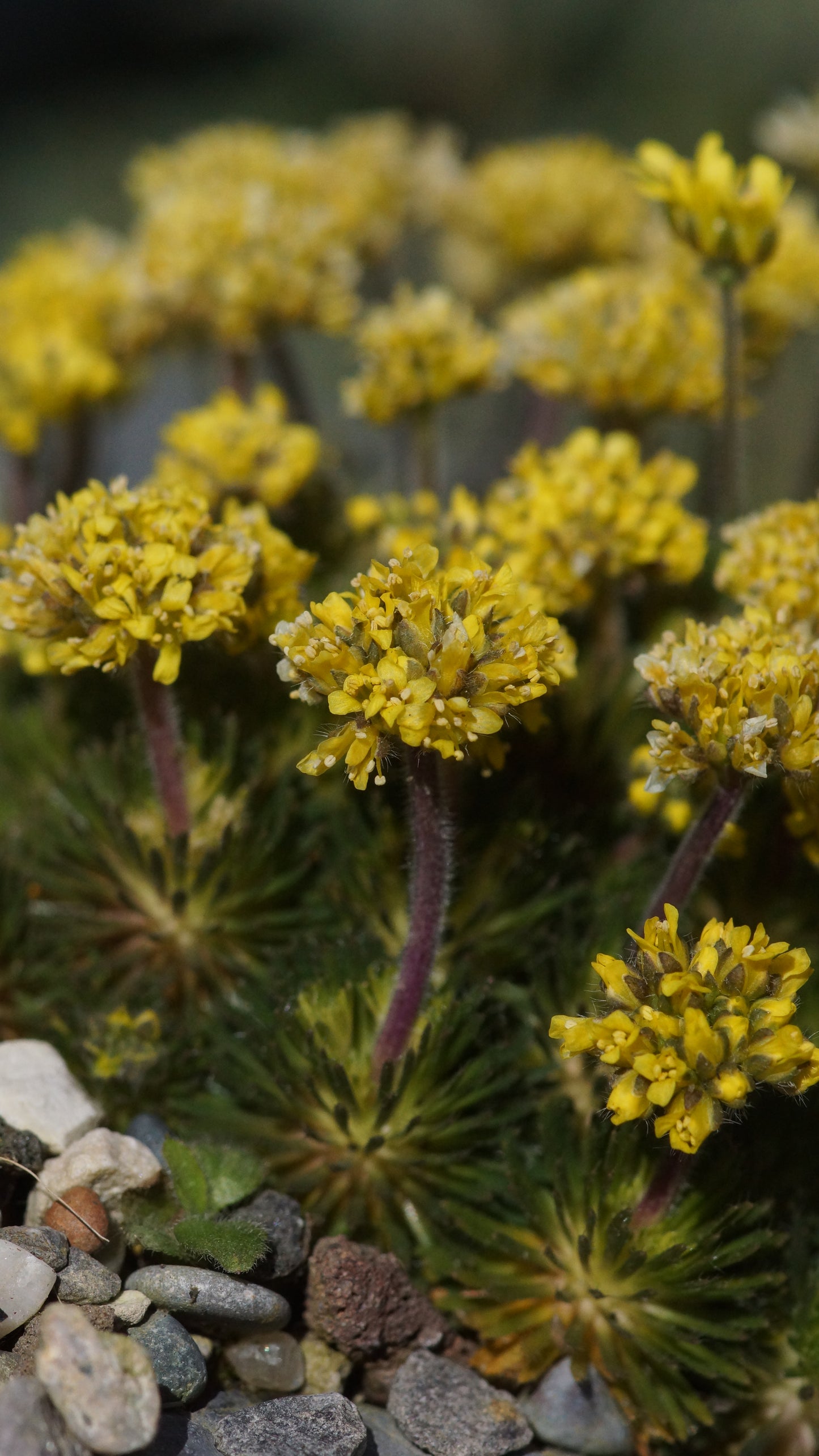 Draba sphaeroides - Hungerblümchen