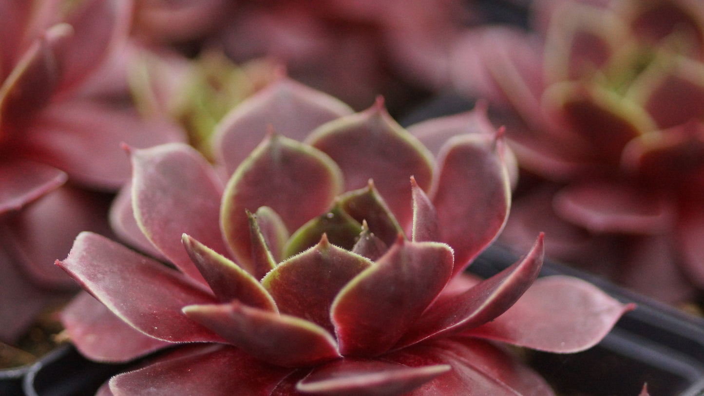 Sempervivum Hybride 'Grünrand' - Hauswurz