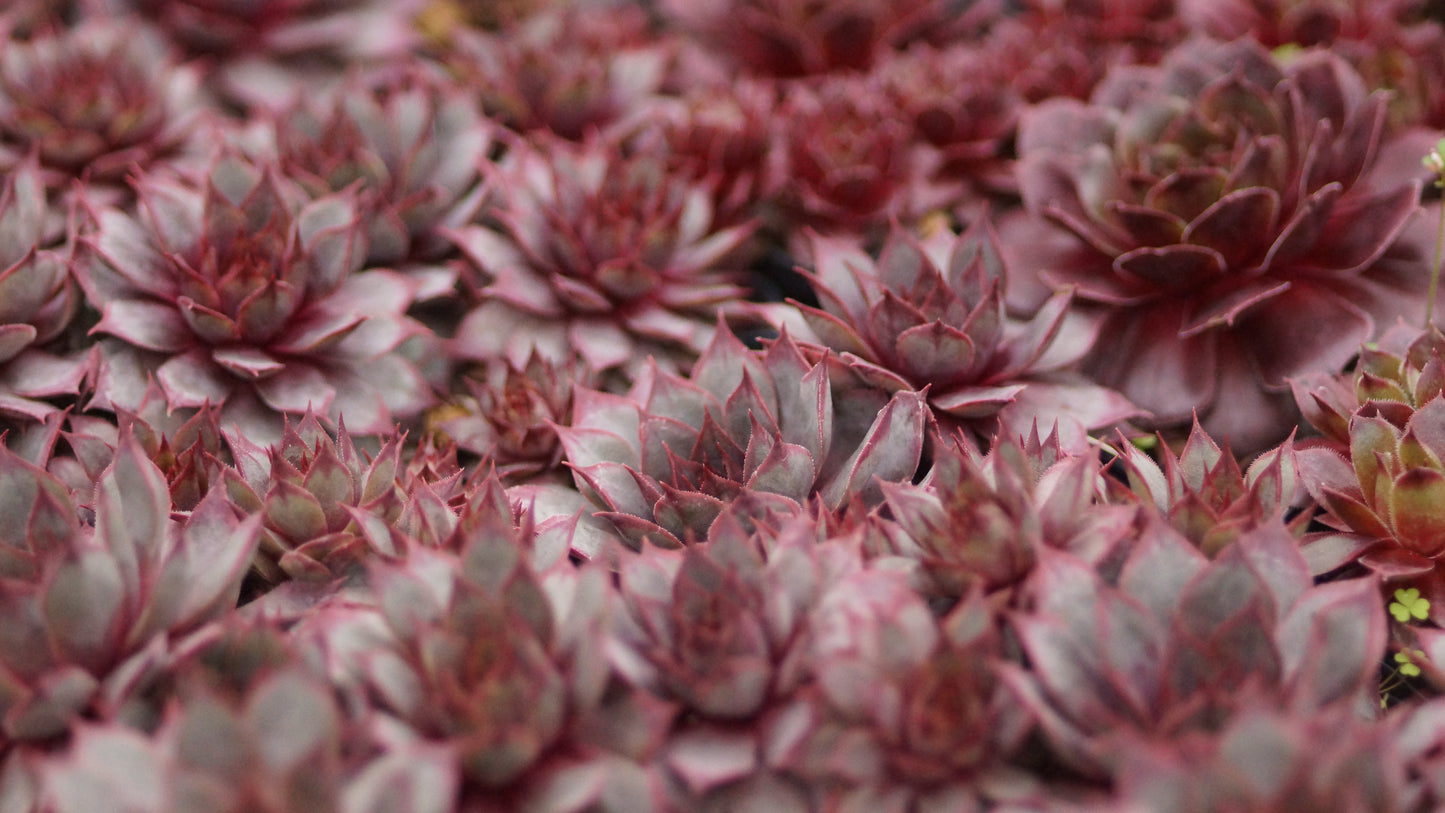 Sempervivum Hybride 'Twilight Blues' - Hauswurz