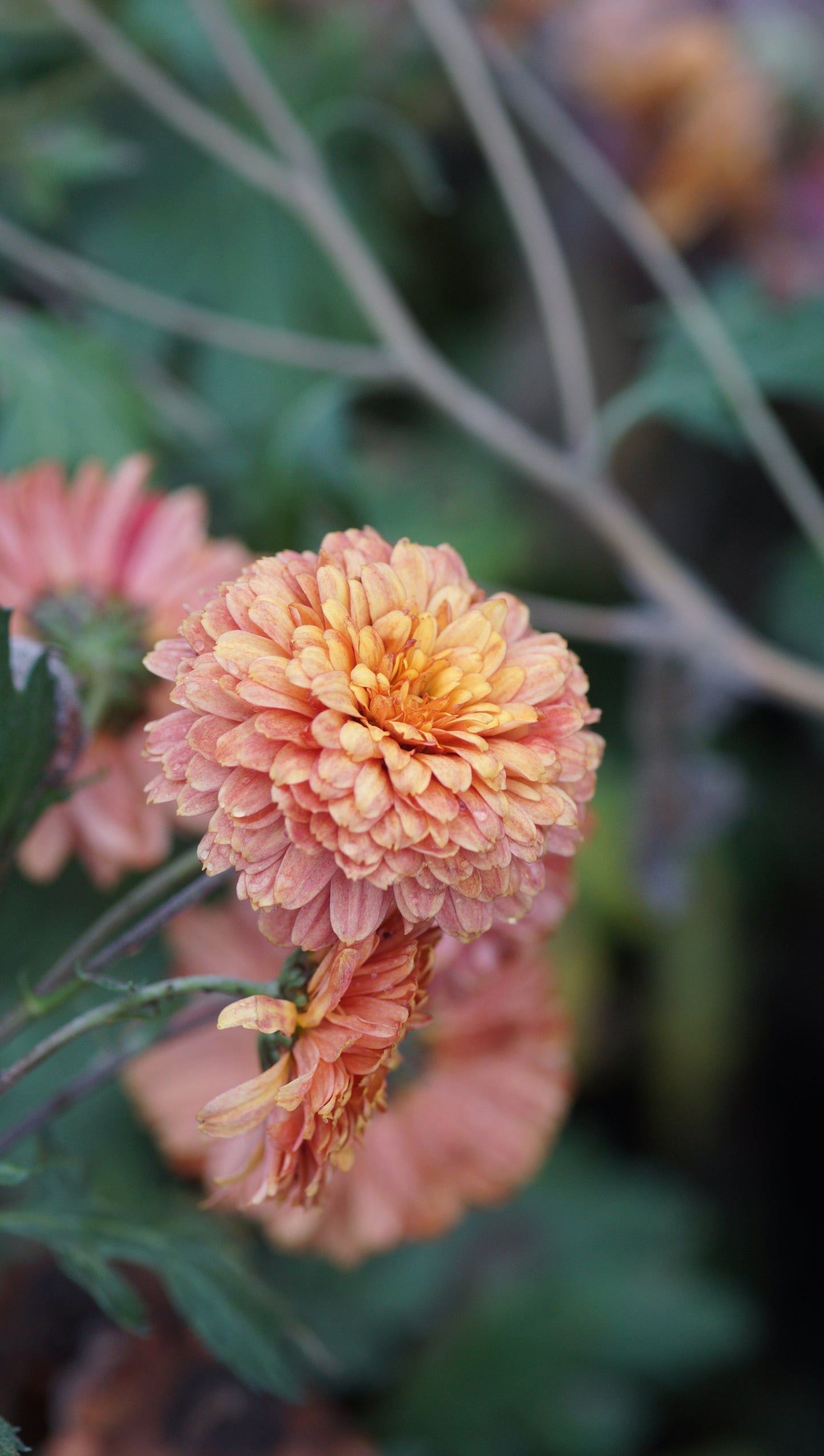 Chrysanthemum Indicum-Hybride 'Rehauge' - Herbst-Chrysantheme