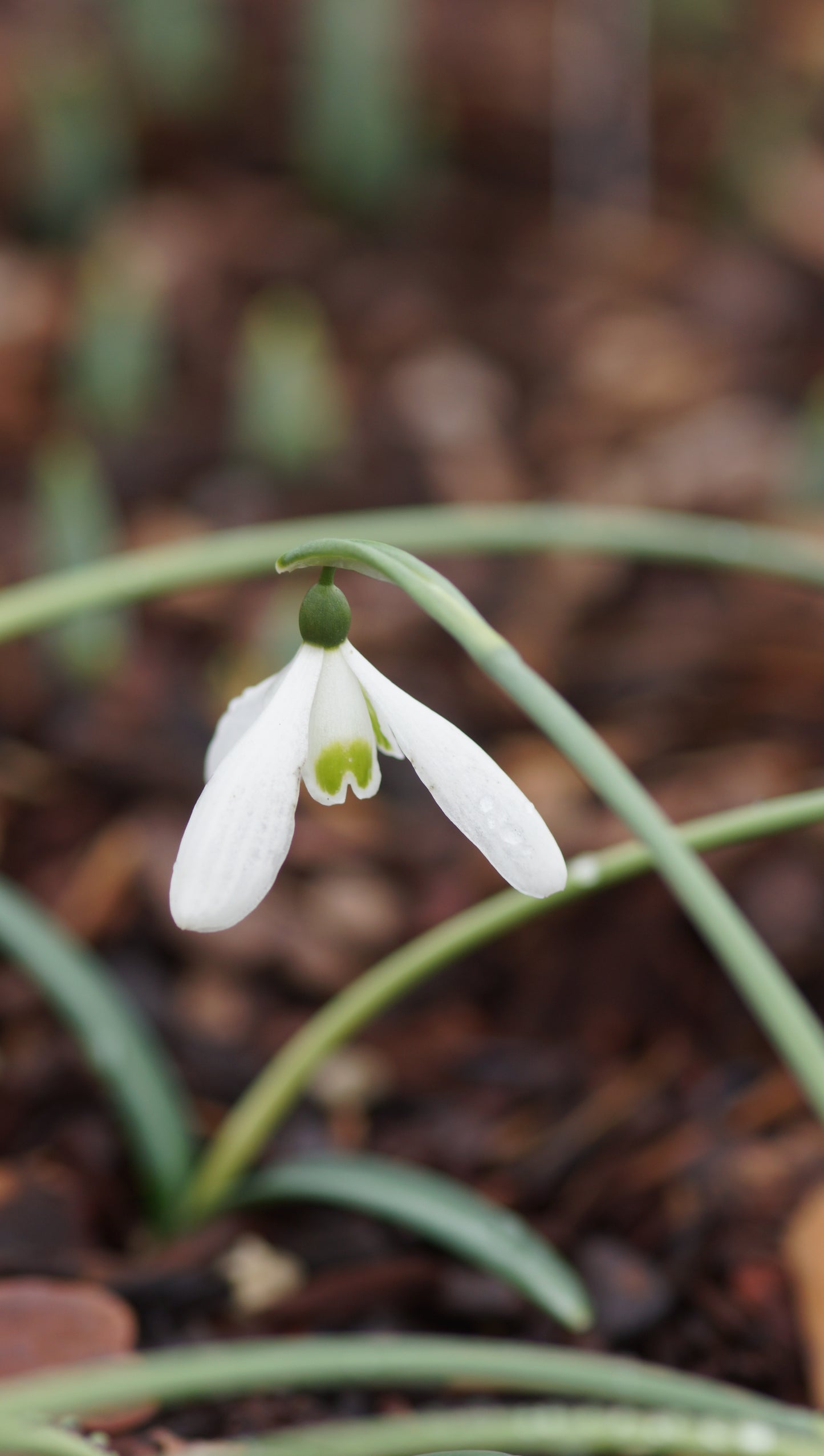Galanthus reginae-olgae 'Cambridge' - Köngin-Olga-Schneeglöckchen