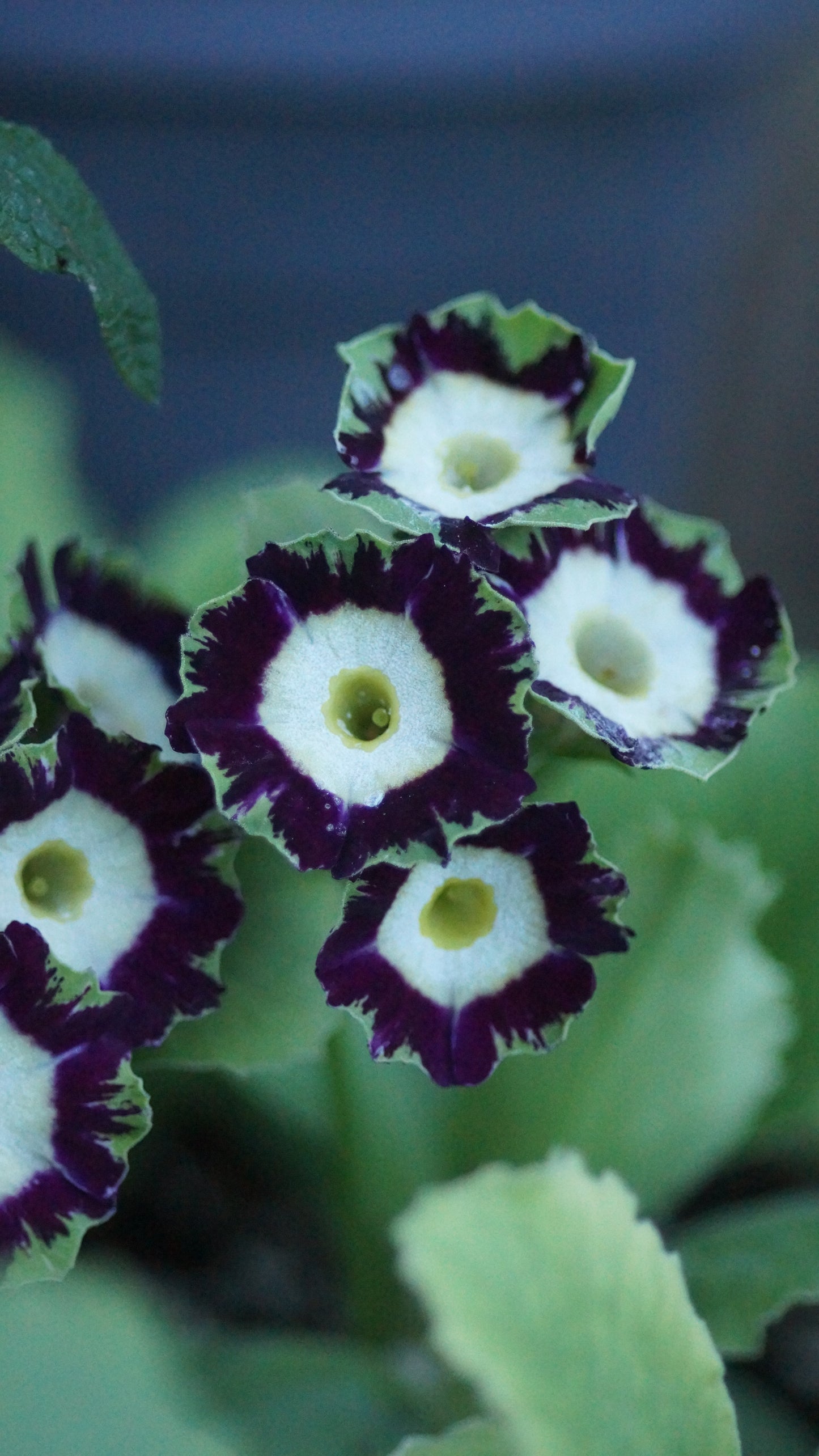 Primula x auricula 'Bizarre' - Schau-Aurikel