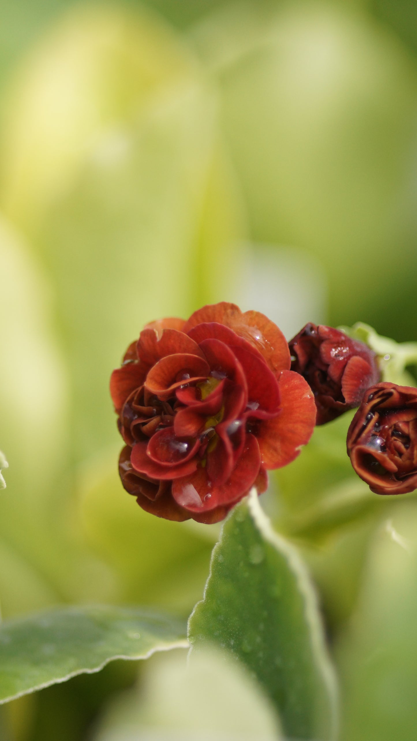Primula x auricula 'Stromboli' - Schau-Aurikel